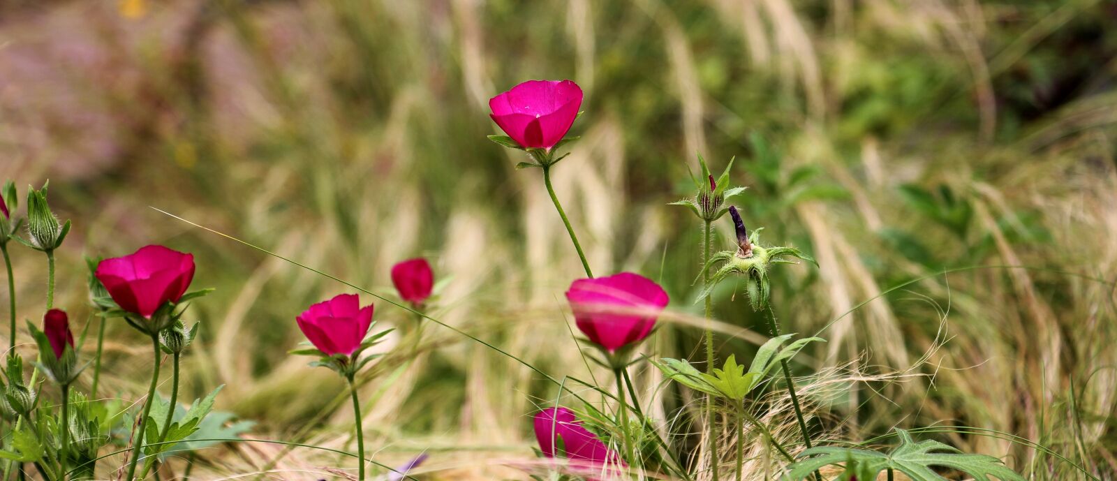 Canon EOS 550D (EOS Rebel T2i / EOS Kiss X4) sample photo. Flower, red, red flower photography