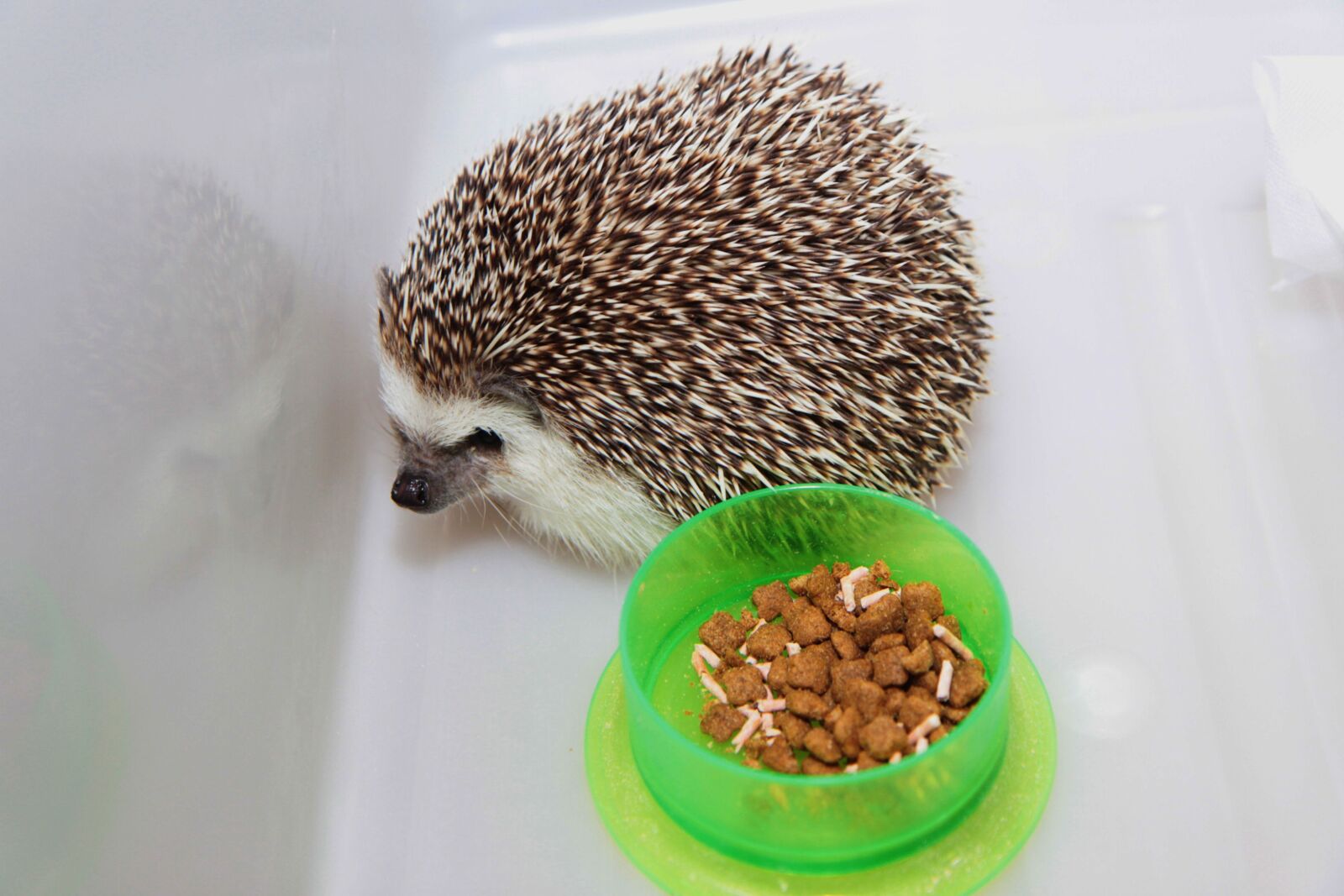Canon EOS 500D (EOS Rebel T1i / EOS Kiss X3) sample photo. Hedgehog, small animals, cuteness photography