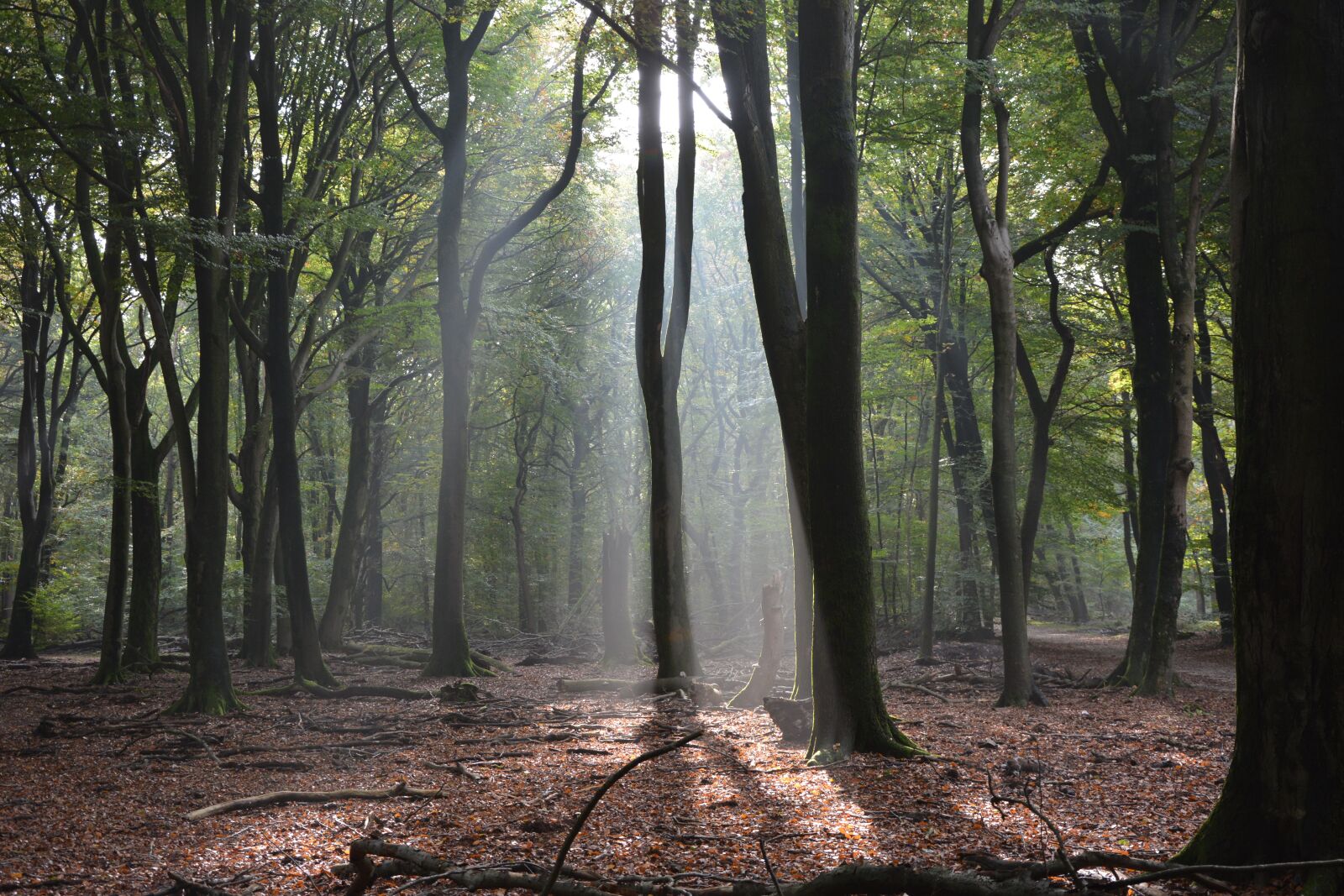 Nikon D7100 sample photo. Autumn, mystical forest, green photography
