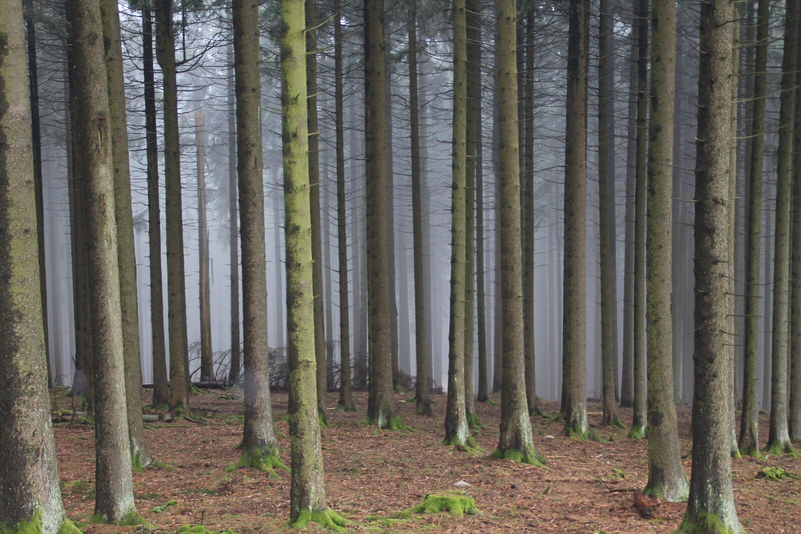Canon EOS 1100D (EOS Rebel T3 / EOS Kiss X50) sample photo. Forest, spruce, monoculture photography