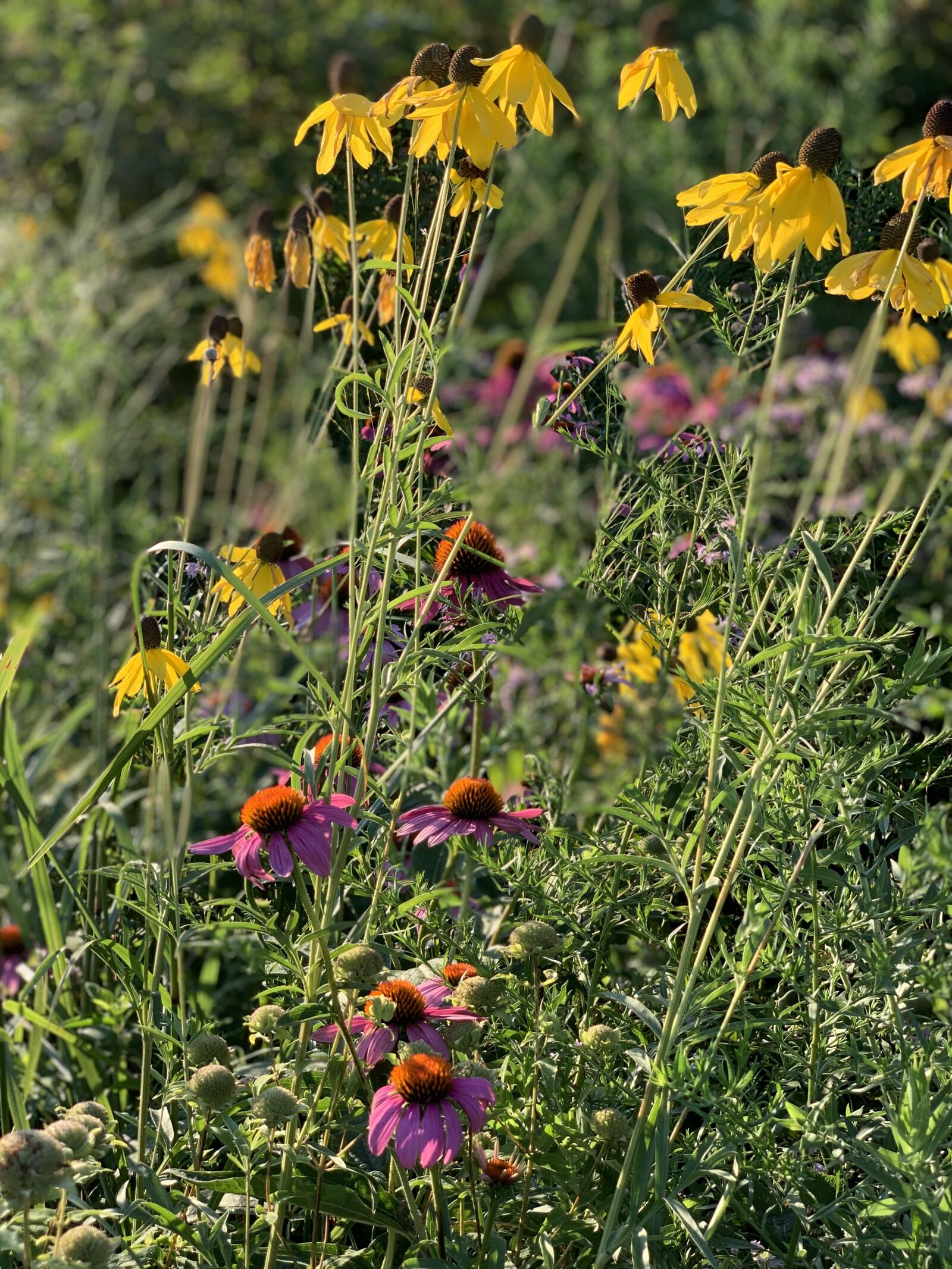 Apple iPhone XS Max + iPhone XS Max back dual camera 6mm f/2.4 sample photo. Bloom, garden, plant photography