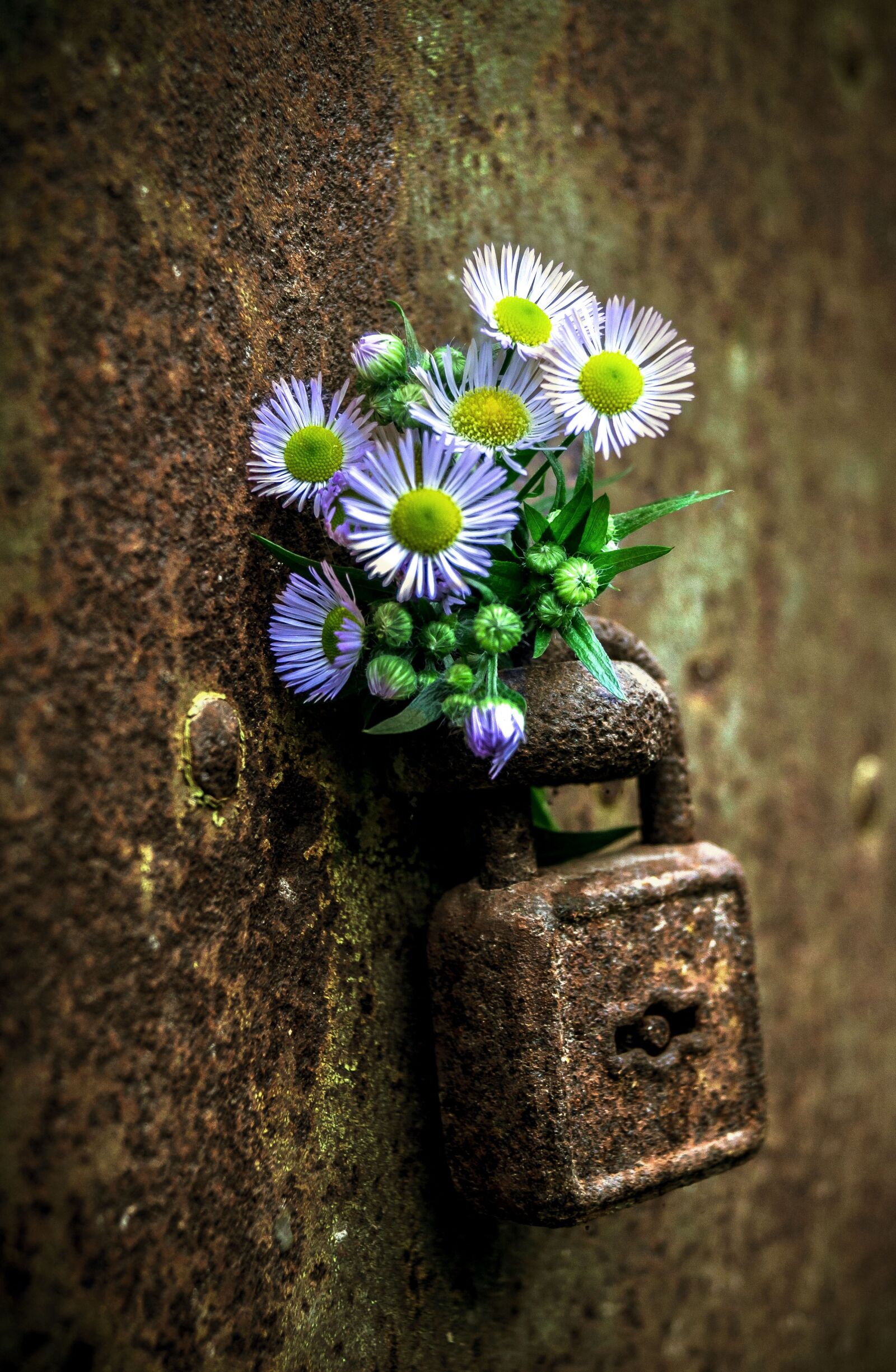 Sony DT 18-55mm F3.5-5.6 SAM II sample photo. Padlock, still life, lock photography