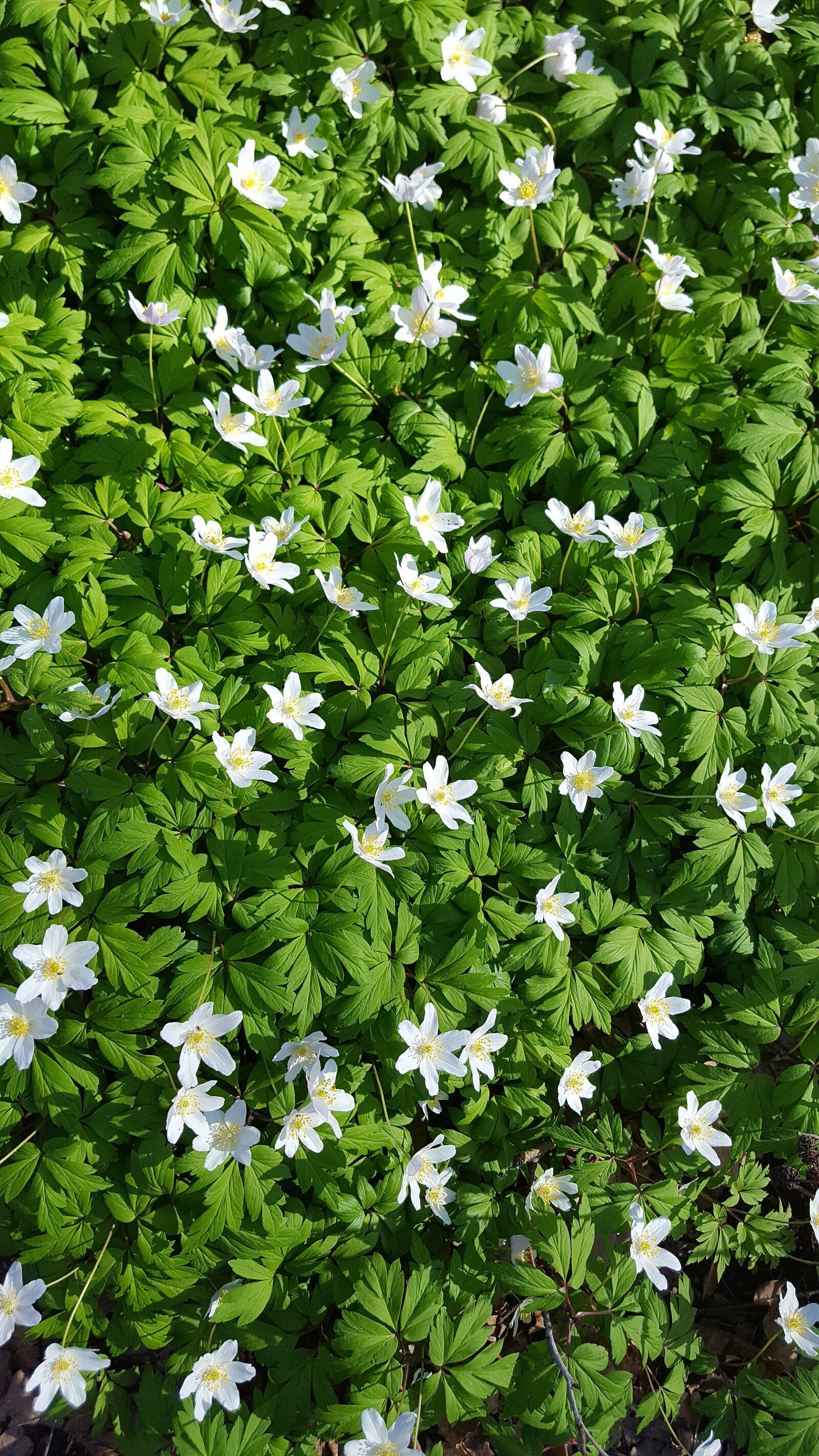 Samsung Galaxy S6 sample photo. Flower, plant, nature photography