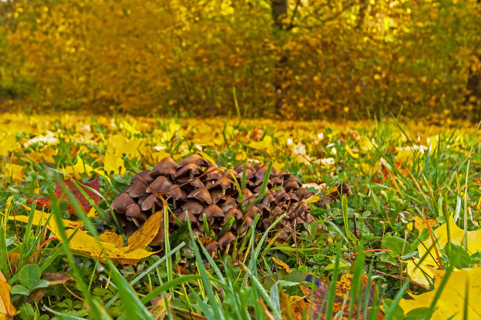 Canon EOS 7D sample photo. Leaves, autumn, mushroom photography