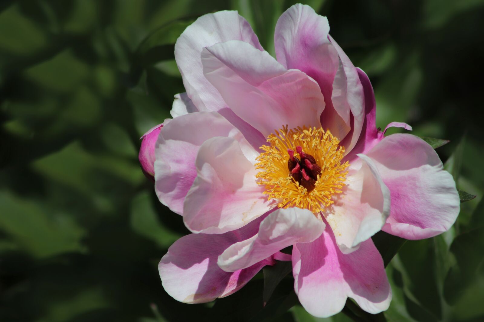 Canon EF75-300mm f/4-5.6 sample photo. Peony, petals, pistil photography