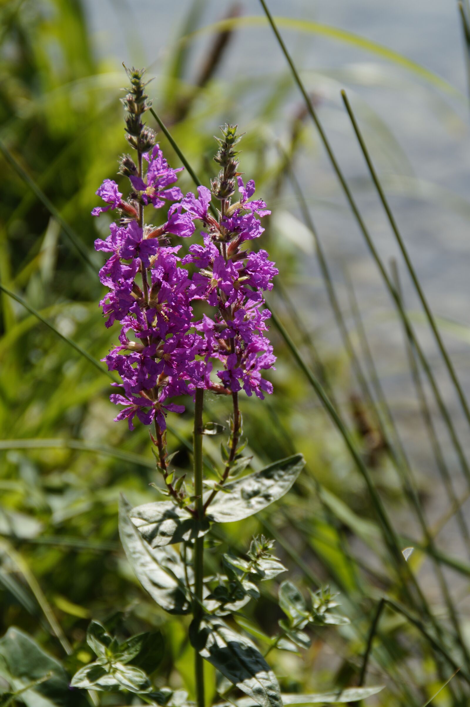 Sony SLT-A58 sample photo. Wetland, bank, shore plant photography