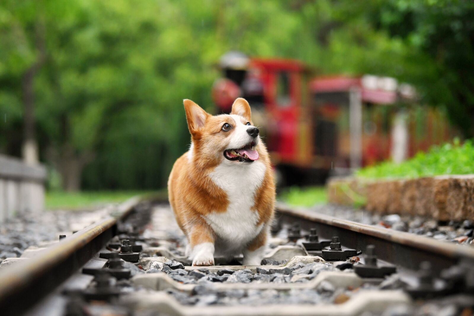 Nikon D5 sample photo. Pets, dog, corgi photography