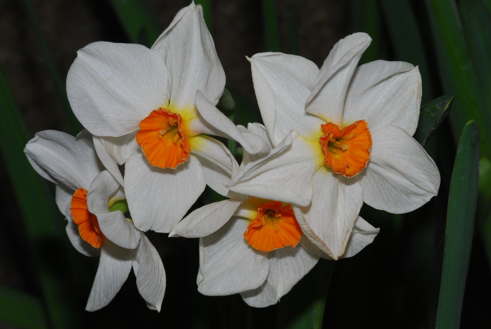 Nikon D60 sample photo. Daffodil, bulb, flower in photography