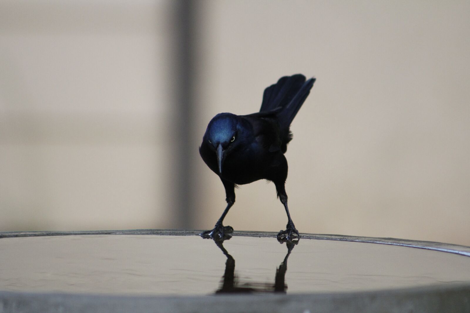 Canon EOS 550D (EOS Rebel T2i / EOS Kiss X4) sample photo. Nature, bird, common grackle photography