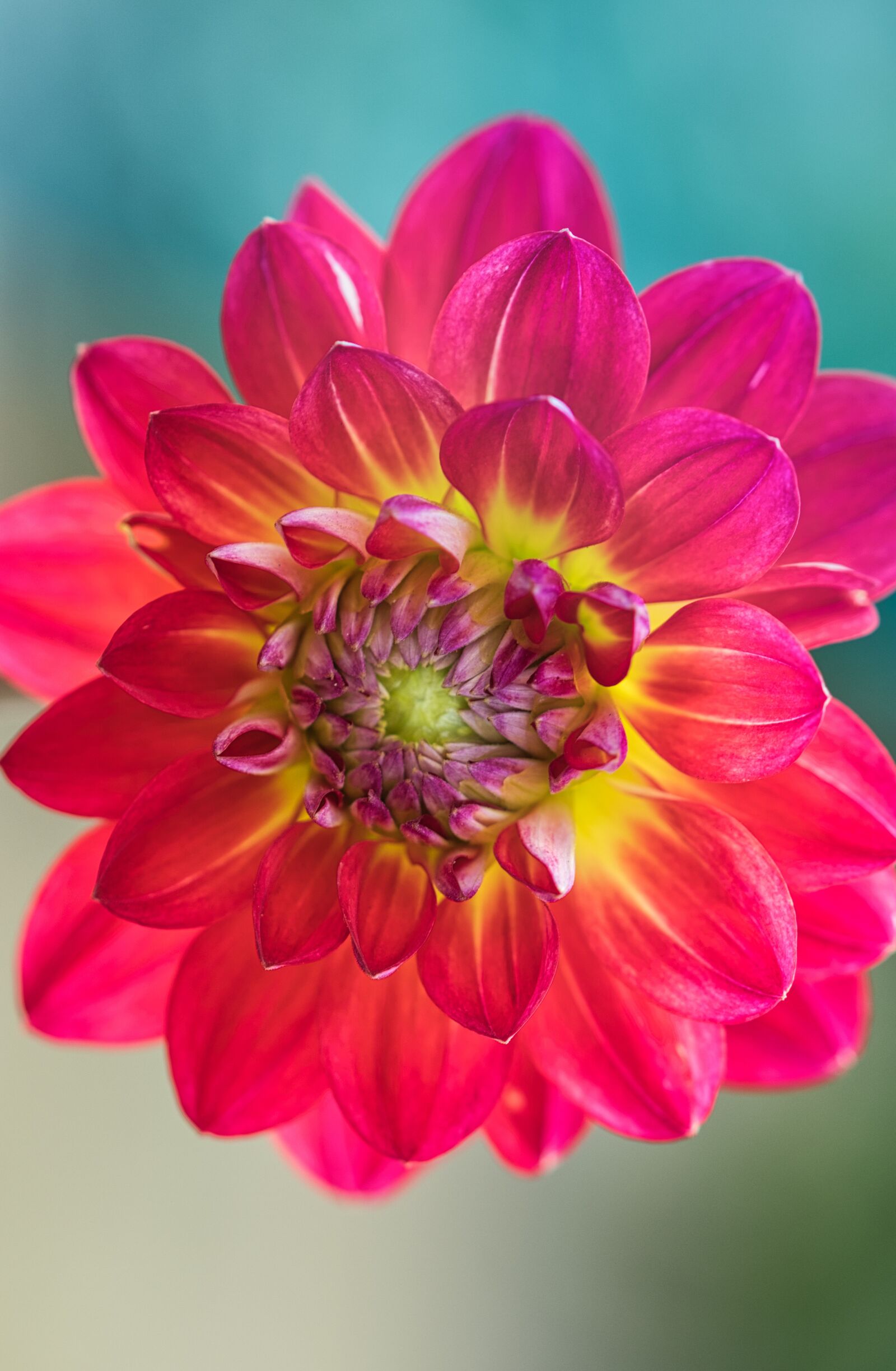 Canon EOS 200D (EOS Rebel SL2 / EOS Kiss X9) sample photo. Dahlia, beauty, bright photography