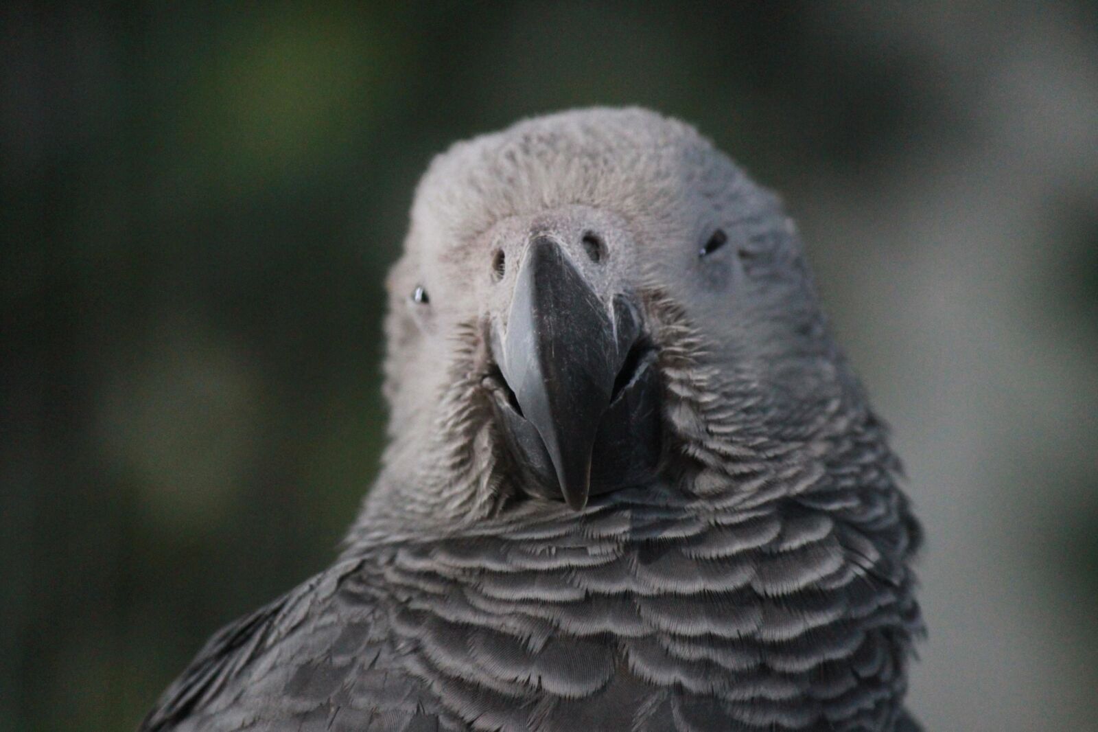 Canon EOS 600D (Rebel EOS T3i / EOS Kiss X5) sample photo. Gray, bird, parrot, animal photography