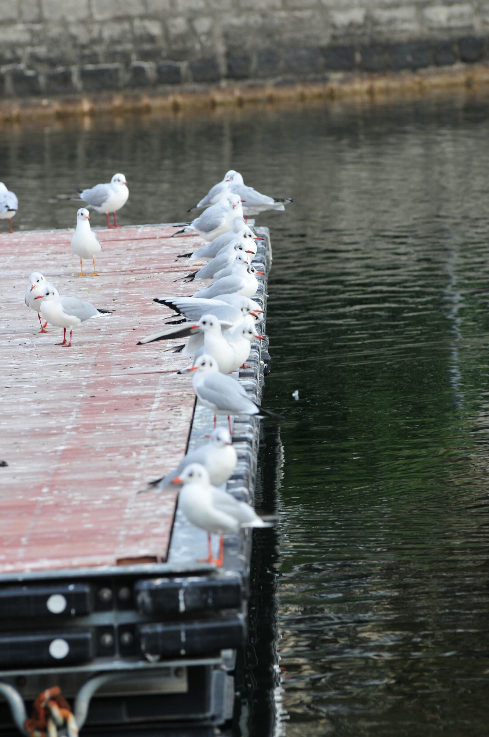 Nikon D300 sample photo. Lake, seagulls, bird photography