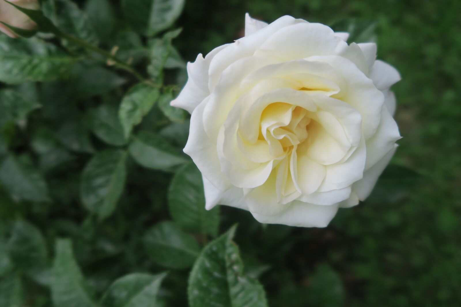 Canon PowerShot G7 X sample photo. Rose, spring, white rose photography