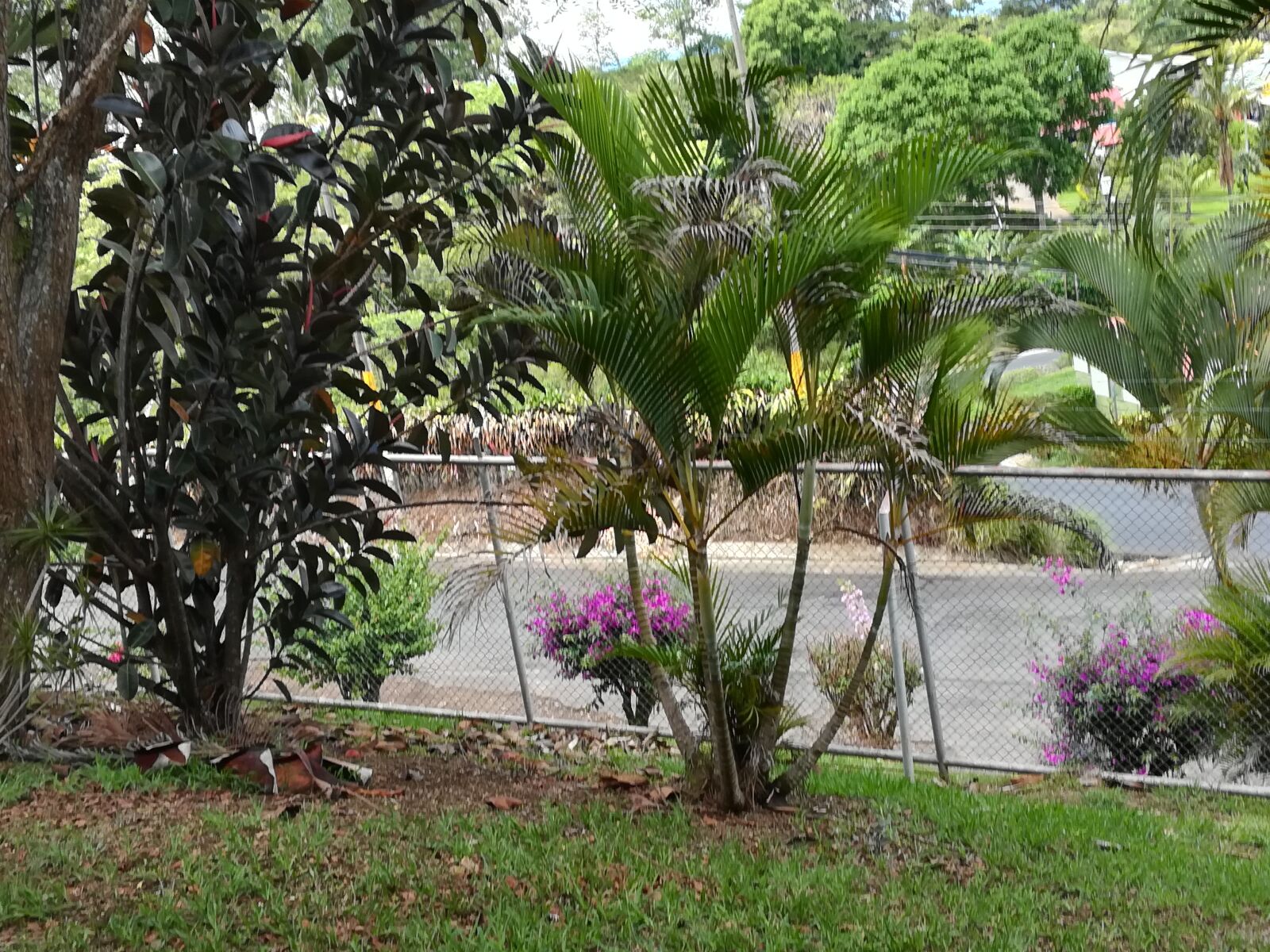 HUAWEI P10 lite sample photo. Garden, gate, palm tree photography