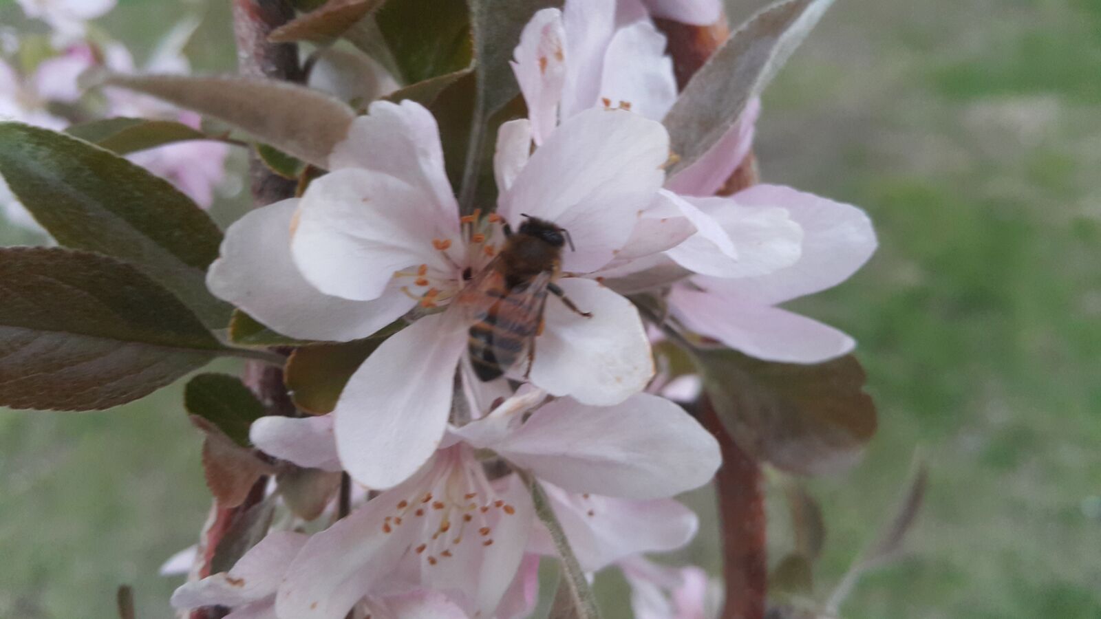 Samsung Galaxy Note4 sample photo. Spring, flower, bee photography