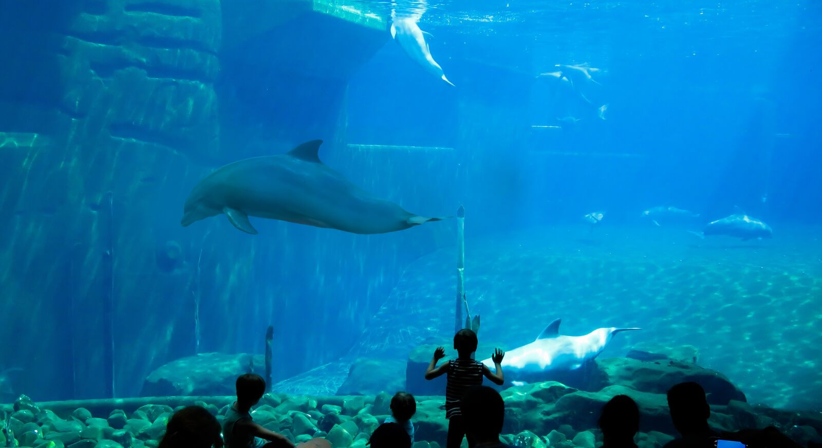 Canon PowerShot SX710 HS sample photo. Dolphins, aquarium, dolphin photography