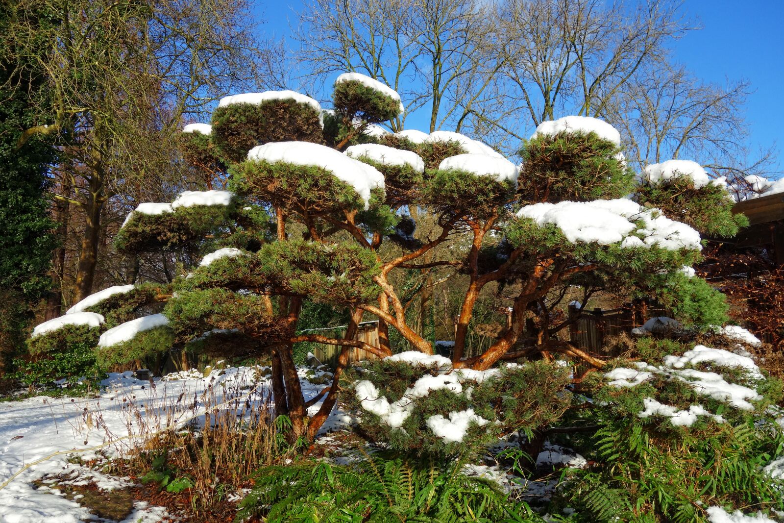 Sony Cyber-shot DSC-RX100 sample photo. Japanese pine, pine tree photography