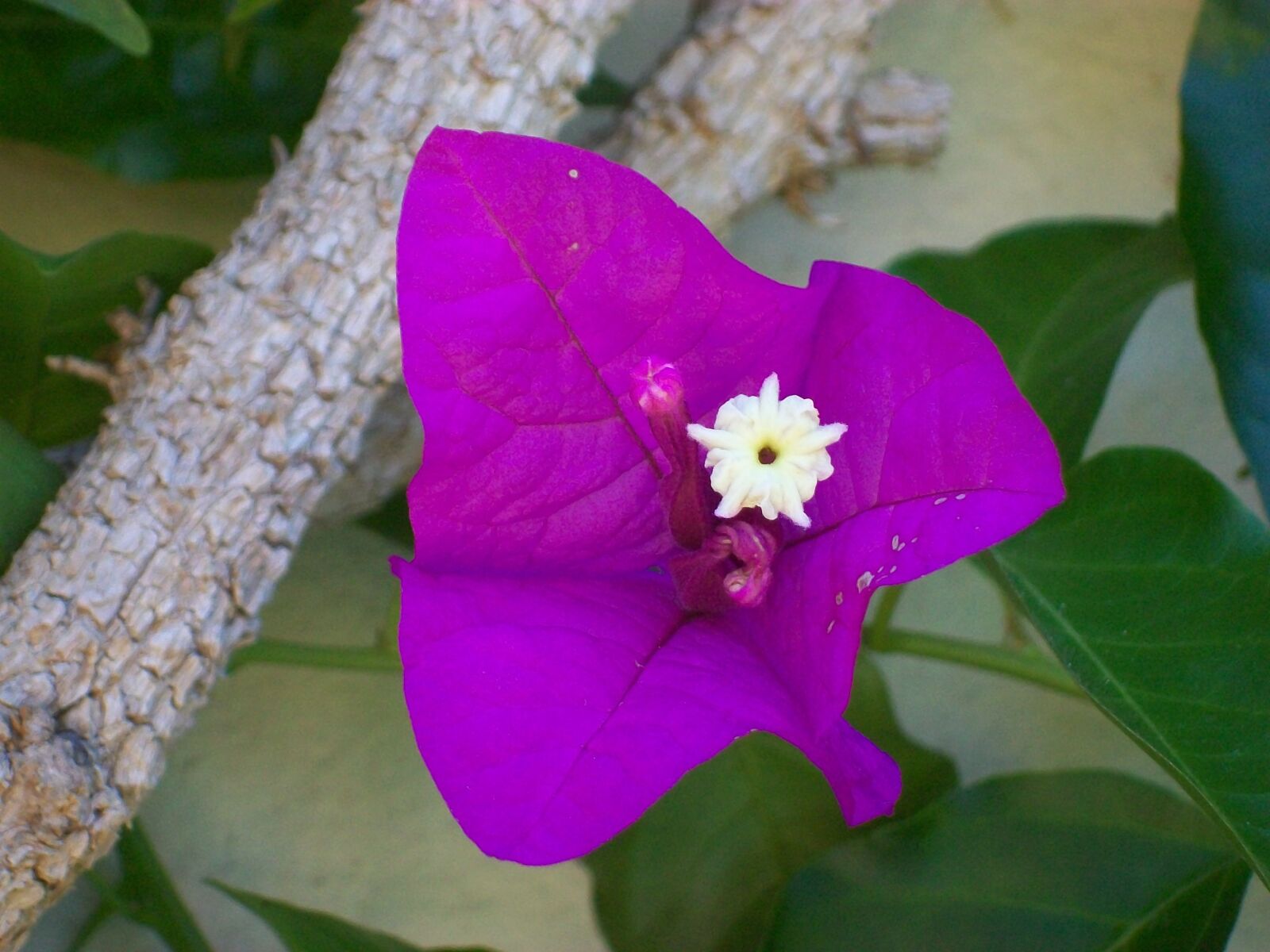 Kodak EasyShare C913 sample photo. Purple, flower, nature photography