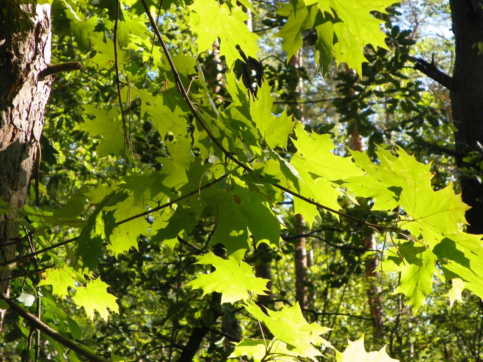Kodak EasyShare Z981 sample photo. Leaves, translucent light, forest photography