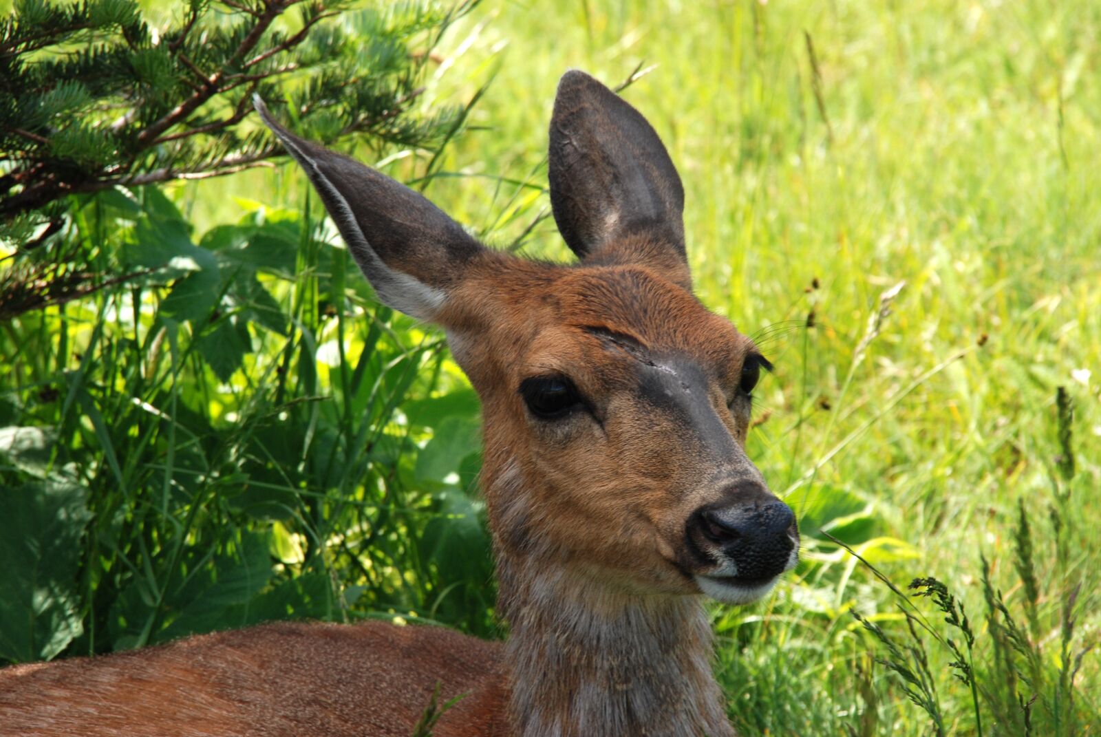 Nikon D80 sample photo. America, washington state, animal photography