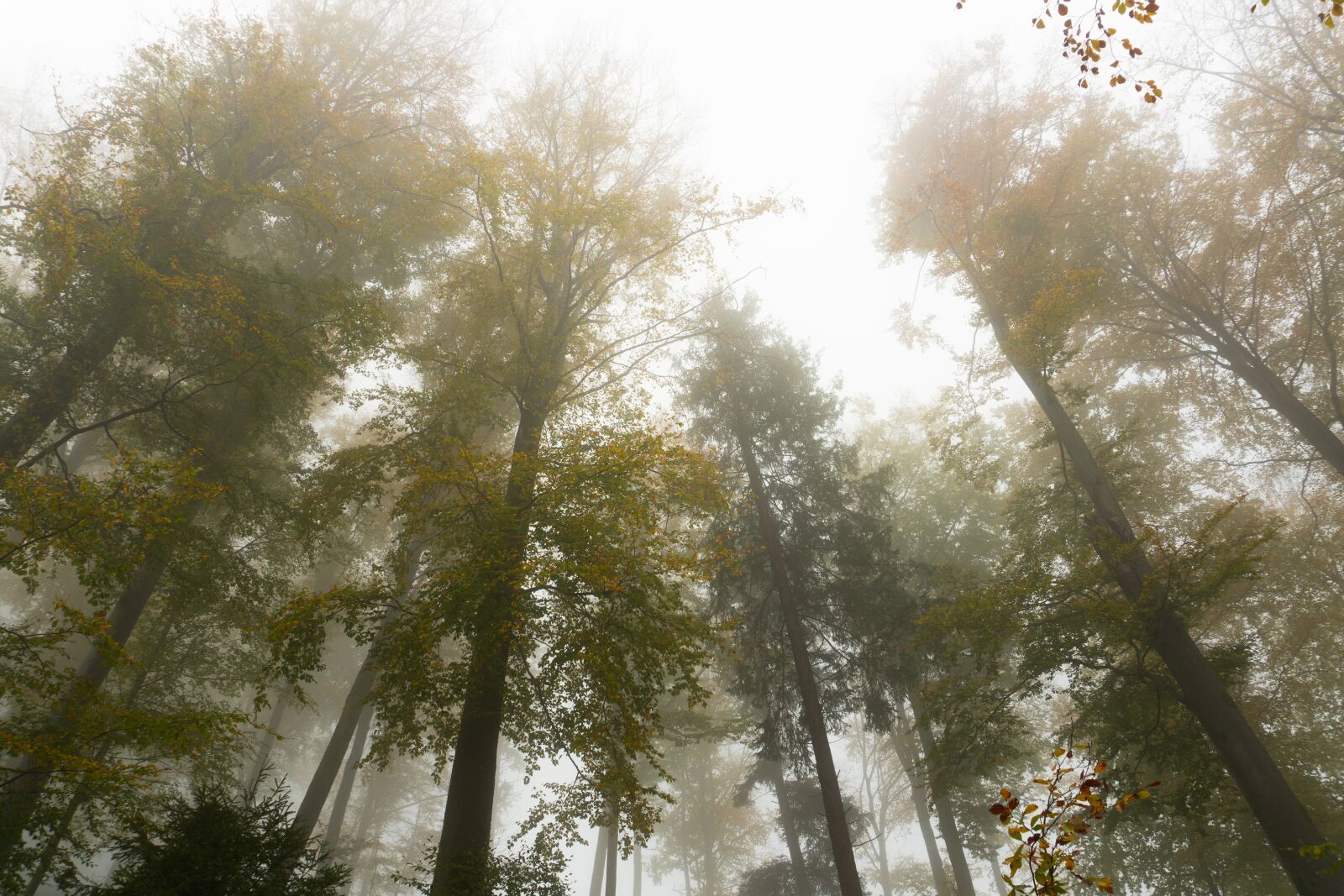 Sony a6500 sample photo. Trees, fog, autumn photography