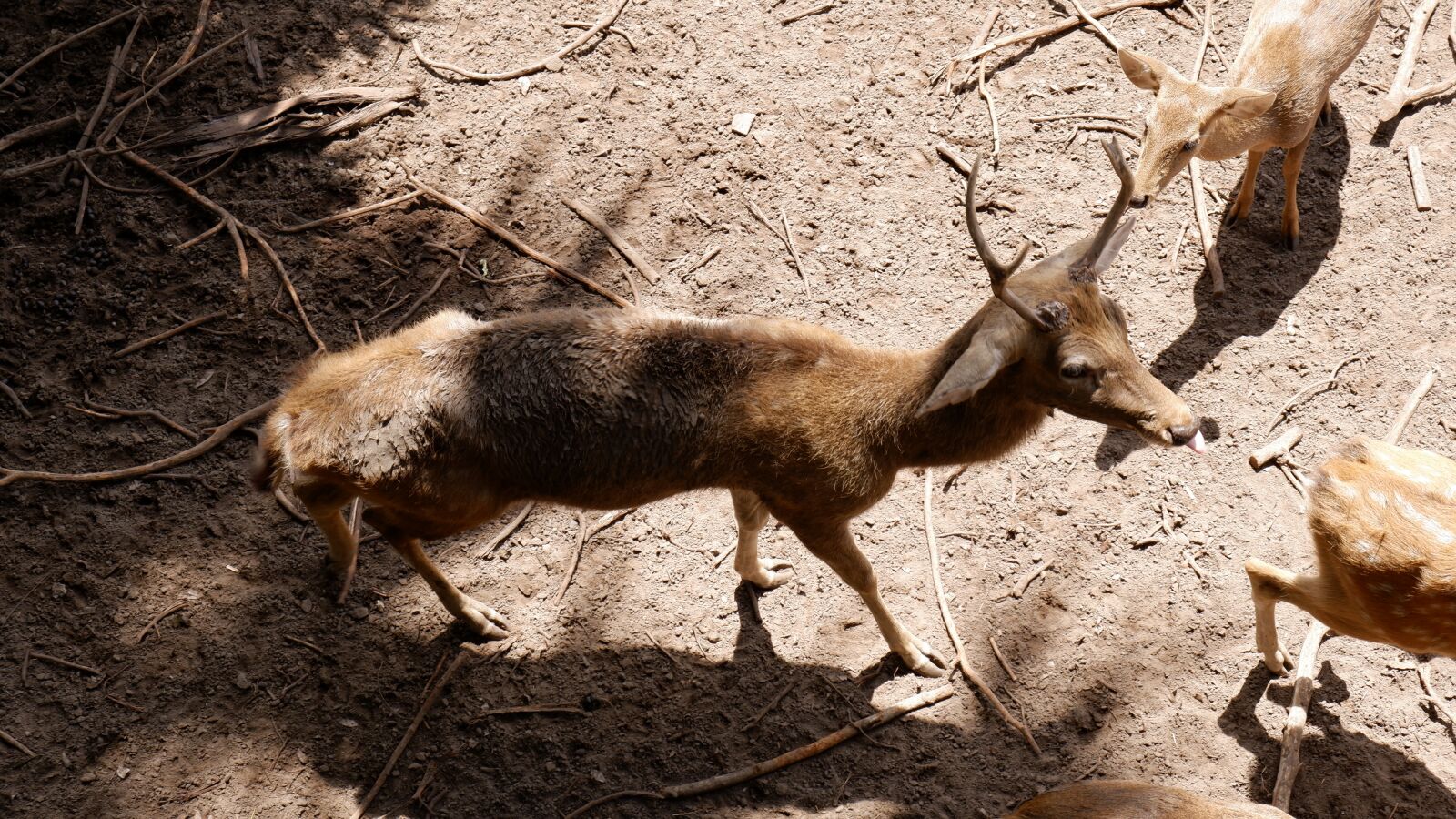 Fujifilm X-T200 sample photo. Deer, wildlife, zoo photography