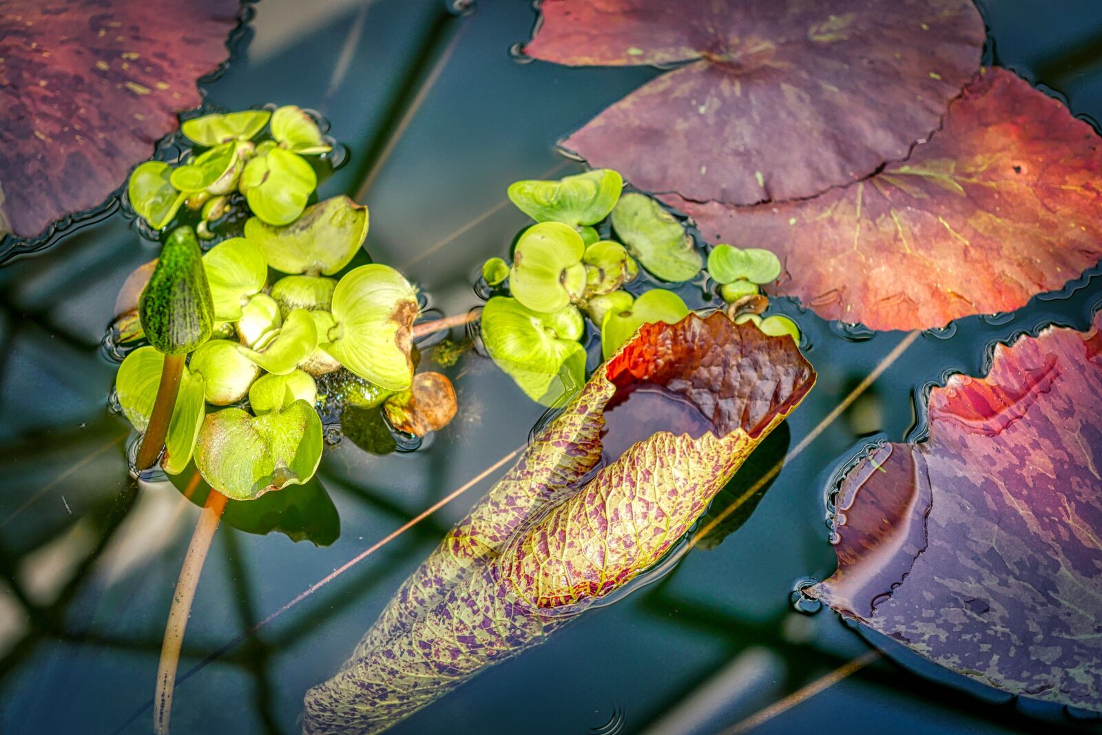 Panasonic Lumix DMC-GX8 sample photo. Aquatic plant, flower, leaf photography