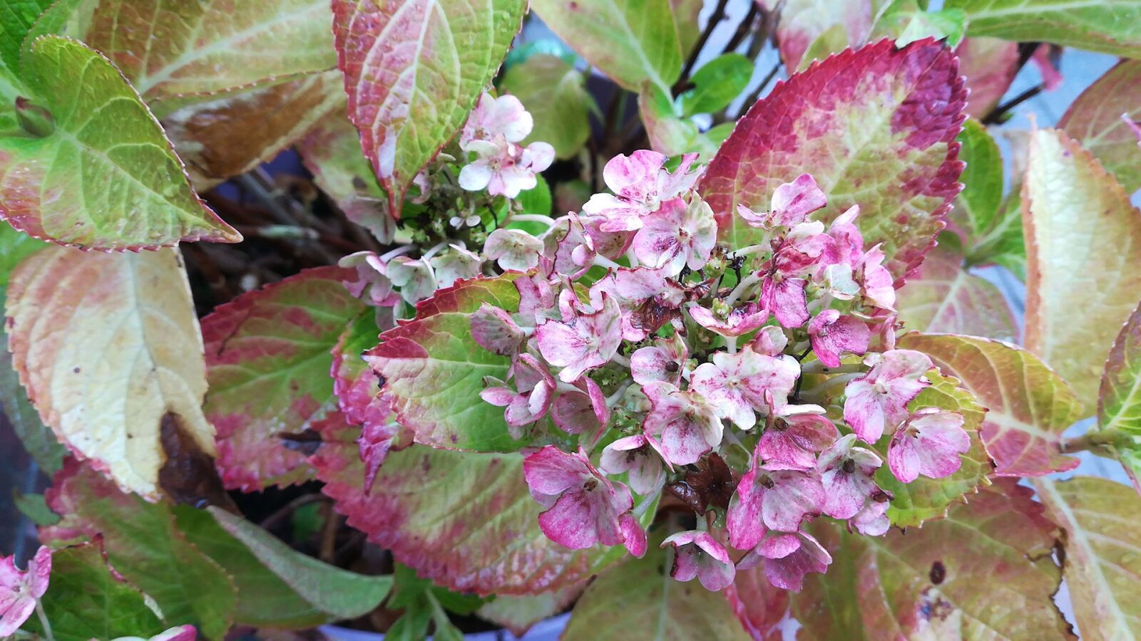 HUAWEI P10 lite sample photo. Hydrangea, garden, autumn photography