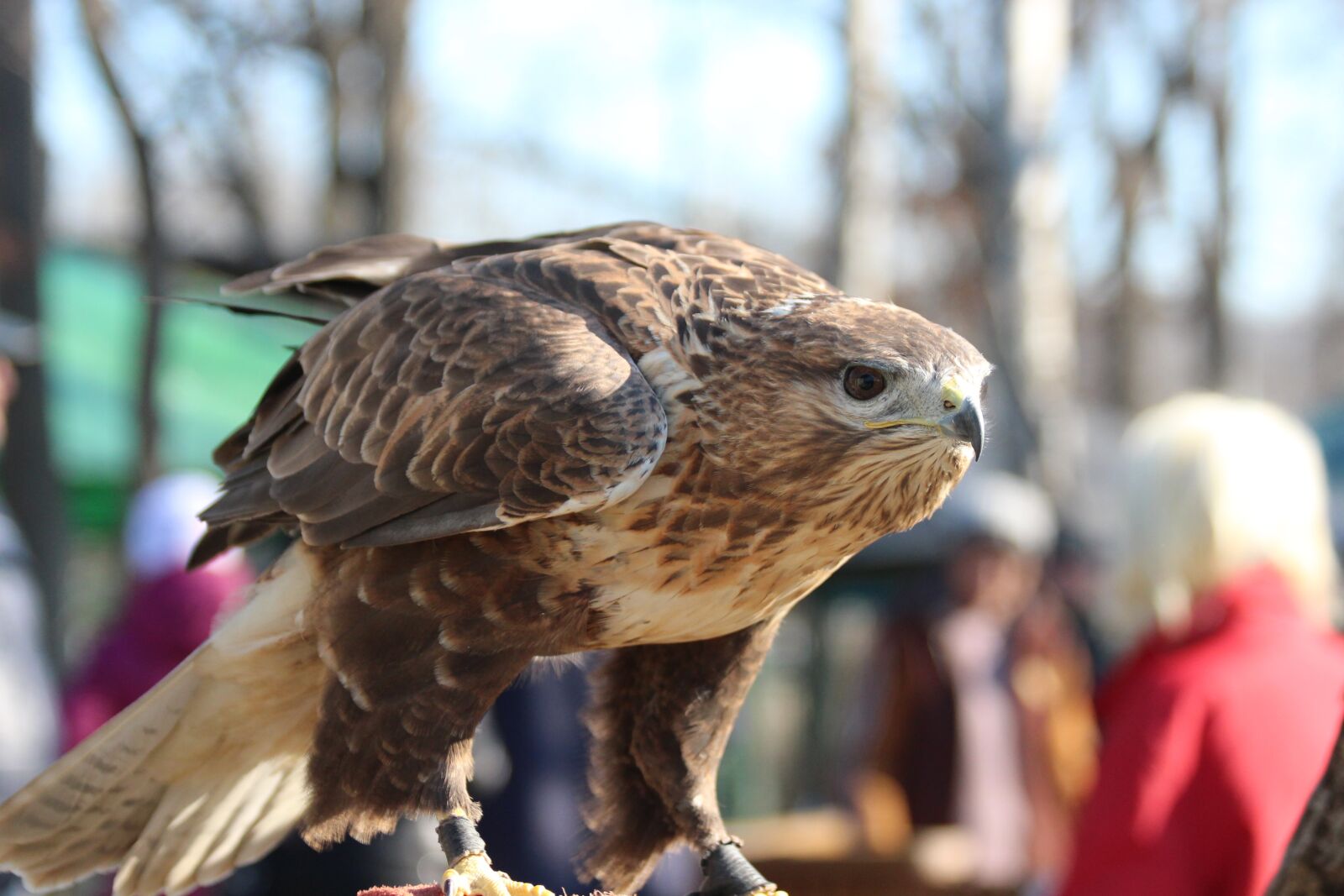 Canon EOS 650D (EOS Rebel T4i / EOS Kiss X6i) sample photo. Hawk, bird, sarich photography
