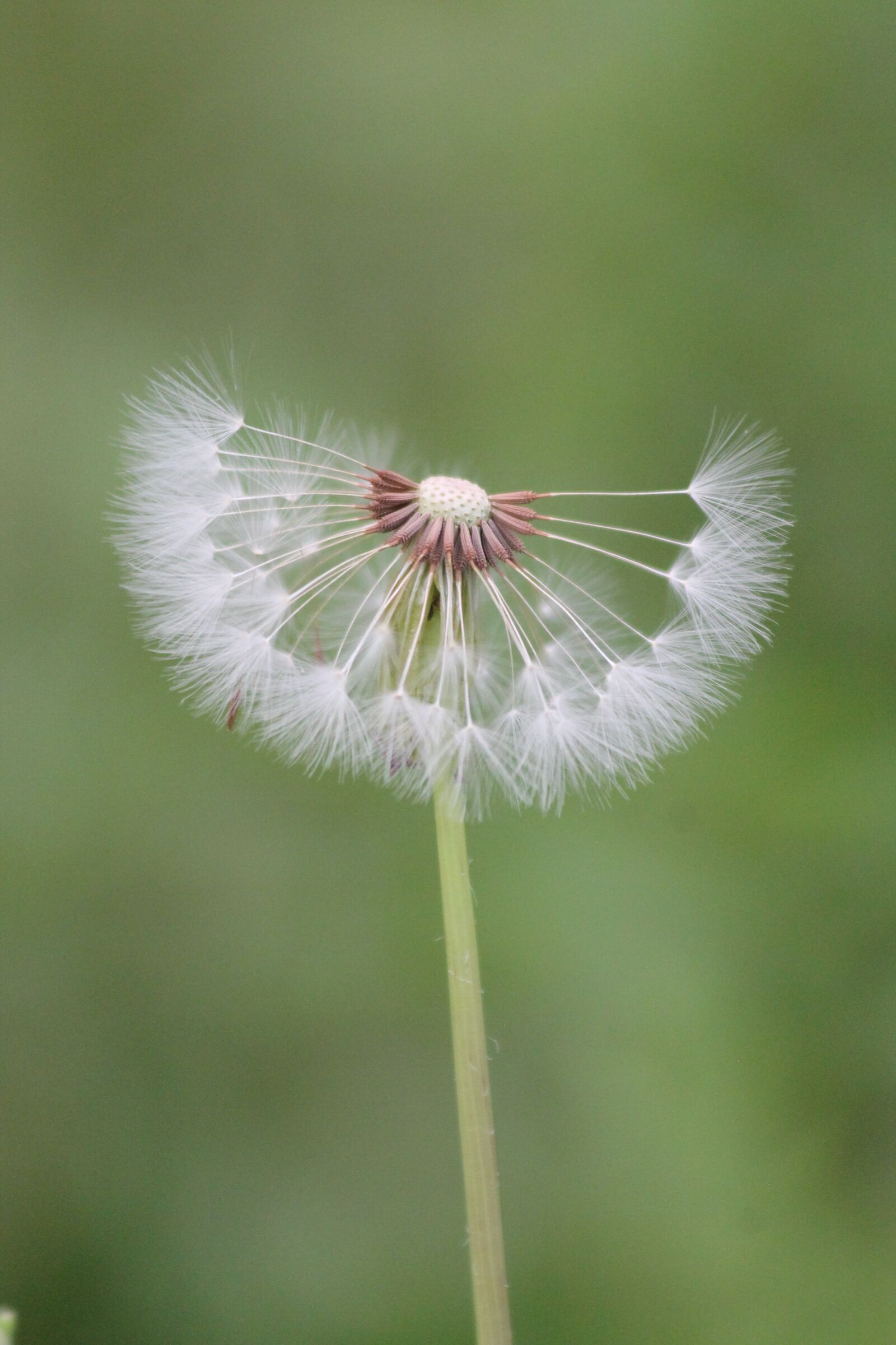 Canon EOS 1100D (EOS Rebel T3 / EOS Kiss X50) + Canon EF 70-300mm F4-5.6 IS USM sample photo. Dandelion, droplets, plants photography