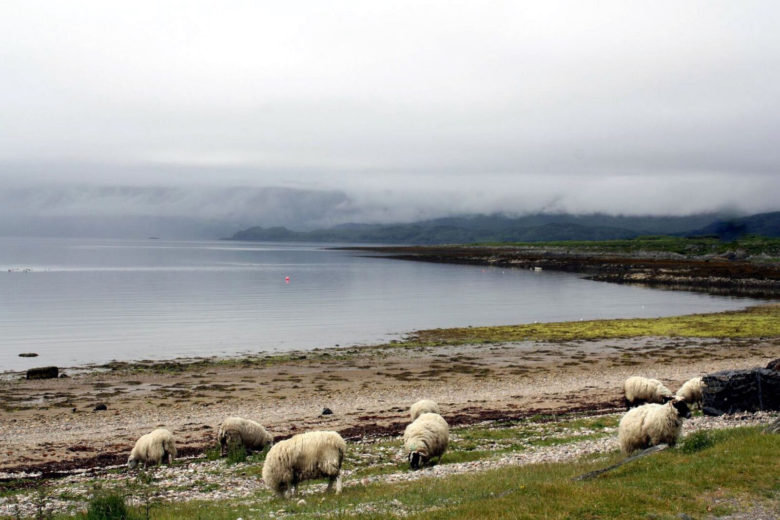 Canon EOS 1000D (EOS Digital Rebel XS / EOS Kiss F) sample photo. Animal, sheep, nebelschleier photography