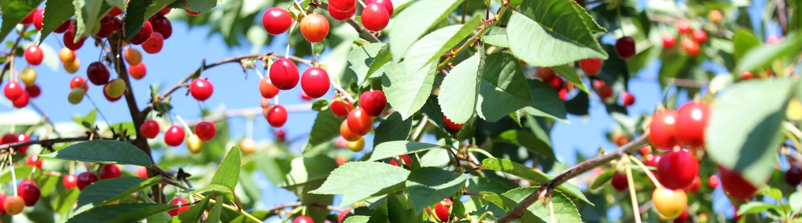 Canon EOS 1100D (EOS Rebel T3 / EOS Kiss X50) sample photo. Cherries, tree, cherry tree photography