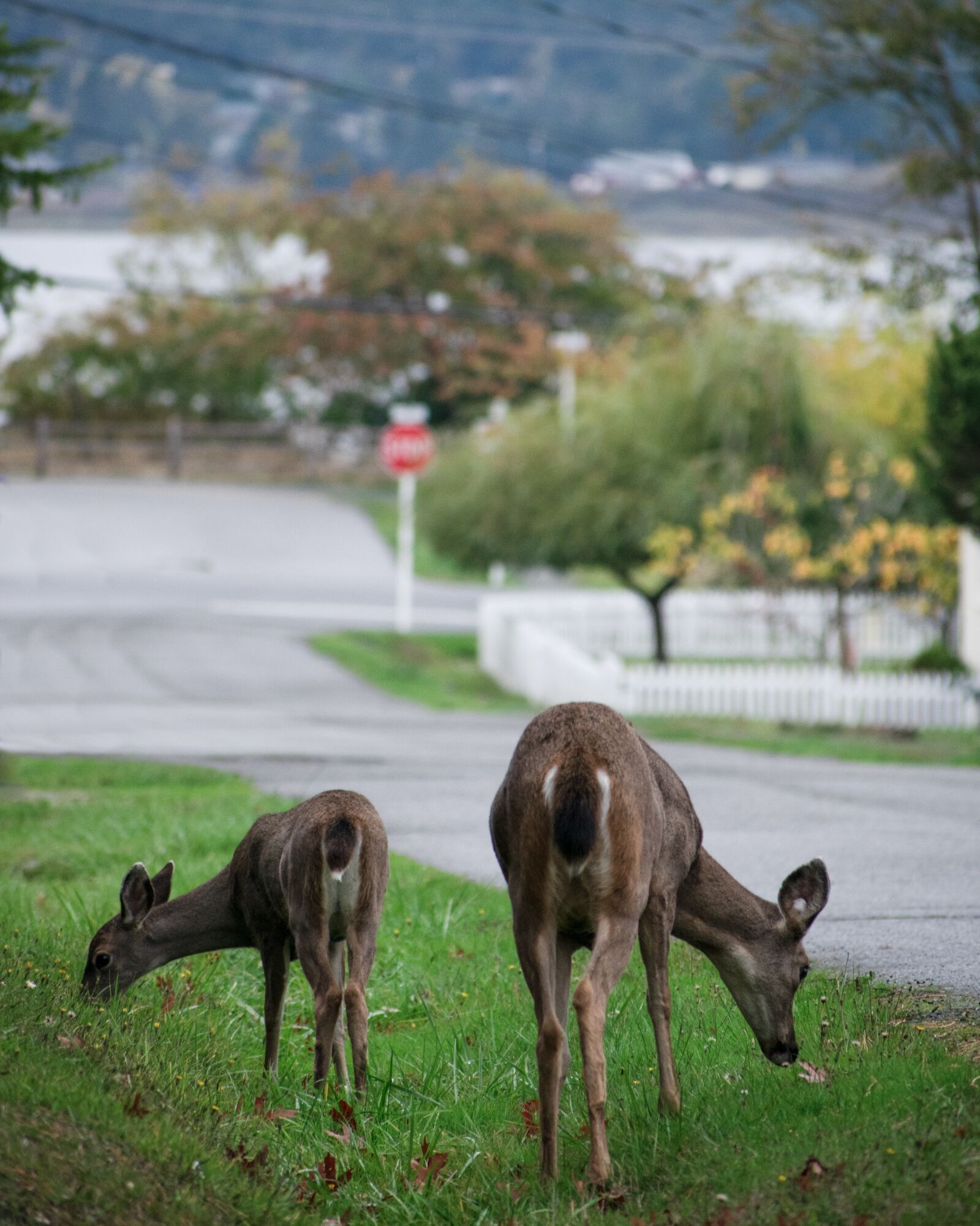 Nikon D3400 sample photo. Northwest, animal, wildlife photography