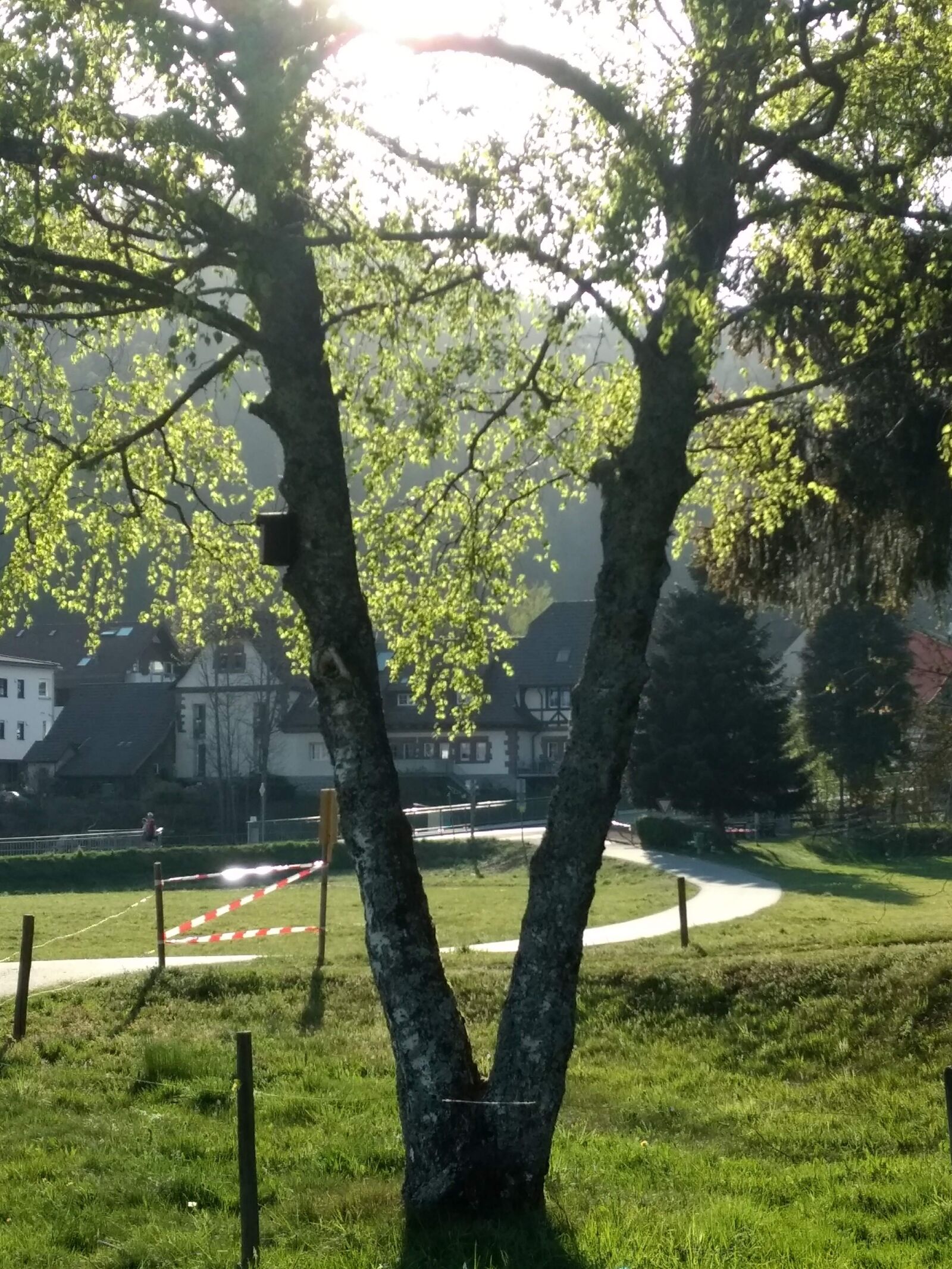 Motorola Moto G (4) sample photo. Sun, birch, green photography