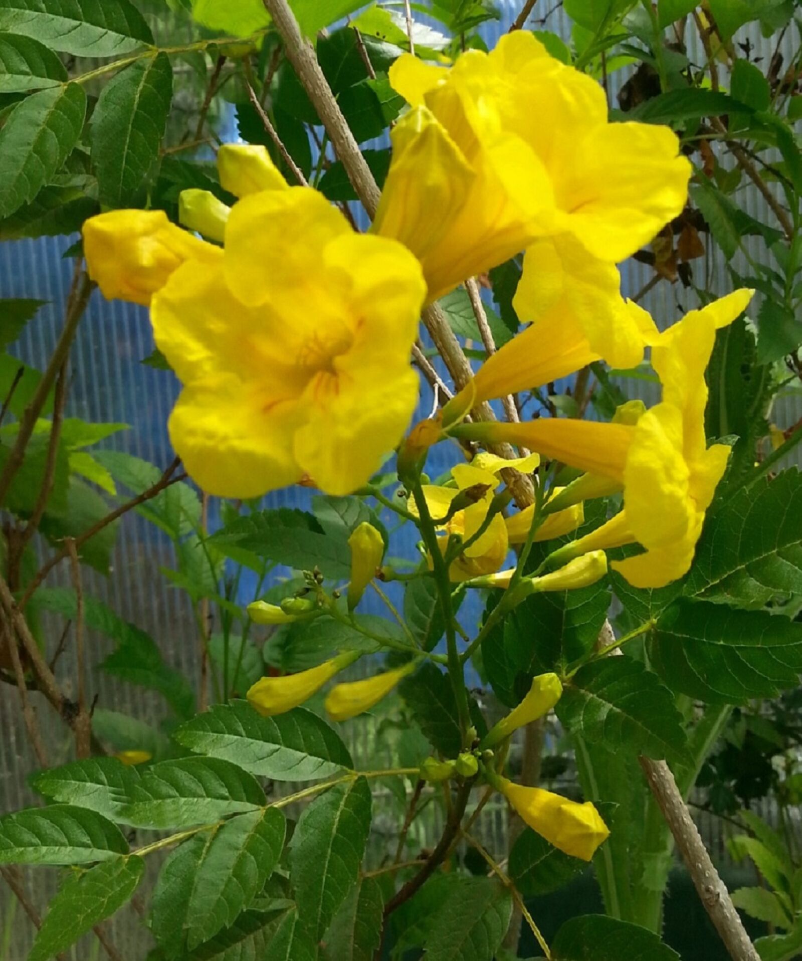 Samsung Galaxy S3 sample photo. Flowers, tecoma, stans, trumpet photography