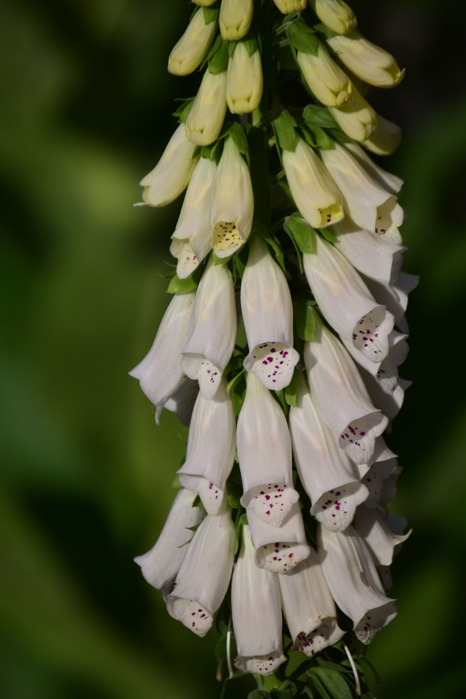 Nikon D3300 sample photo. Digitalis, thimble, giftplanze photography