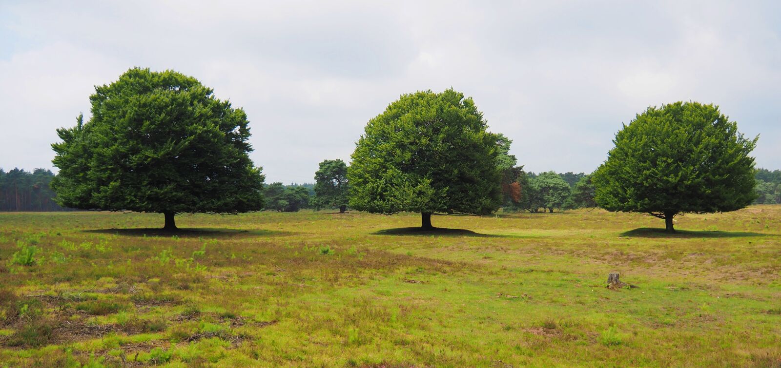 Olympus OM-D E-M10 II sample photo. Landscape, dutch, nature photography