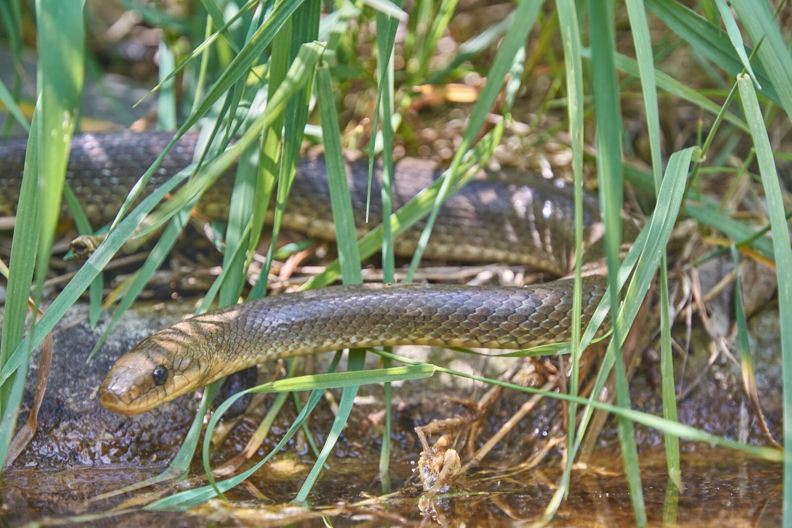 Nikon D7200 sample photo. Natter, snake, grass snake photography
