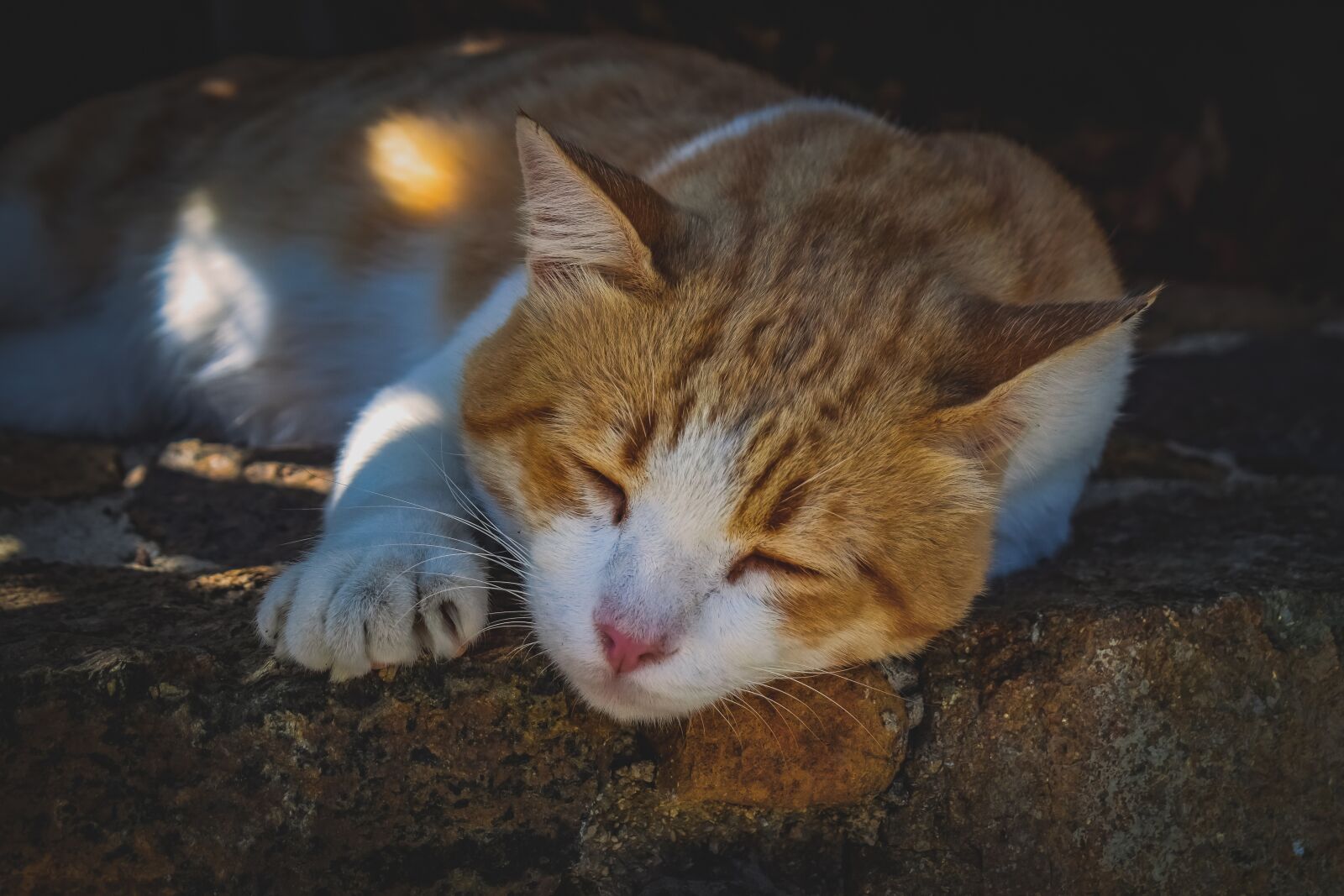 Nikon D3300 sample photo. Cat, stray, outdoors photography