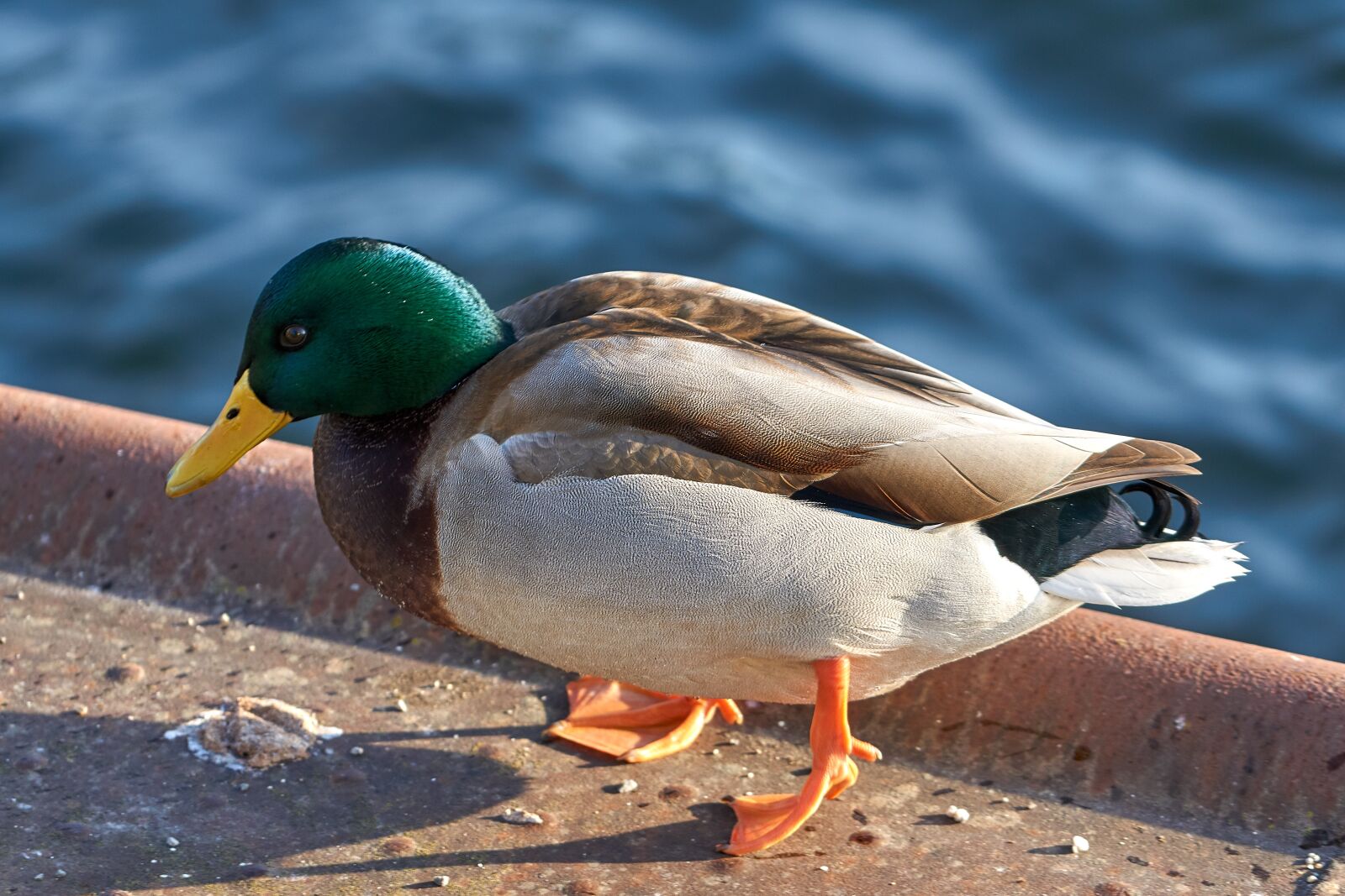Sony FE 70-200mm F4 G OSS sample photo. Duck, mallard, bird photography