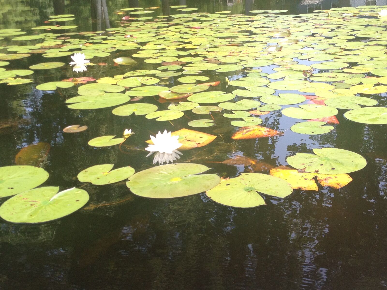 iPhone 4S back camera 4.28mm f/2.4 sample photo. Pond, lily pad, water photography