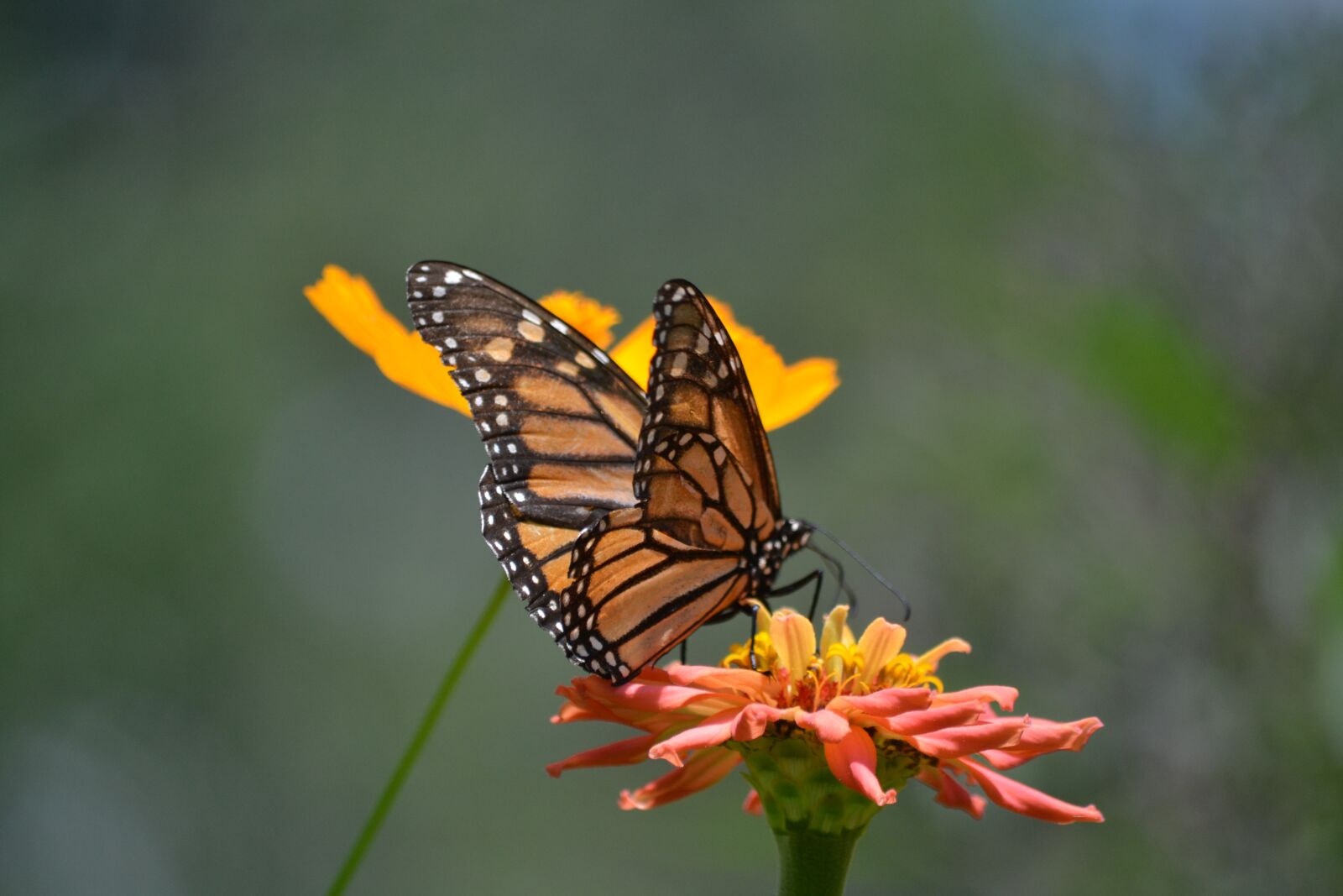 Nikon D3100 sample photo. Monarch butterfly, flowers, spring photography
