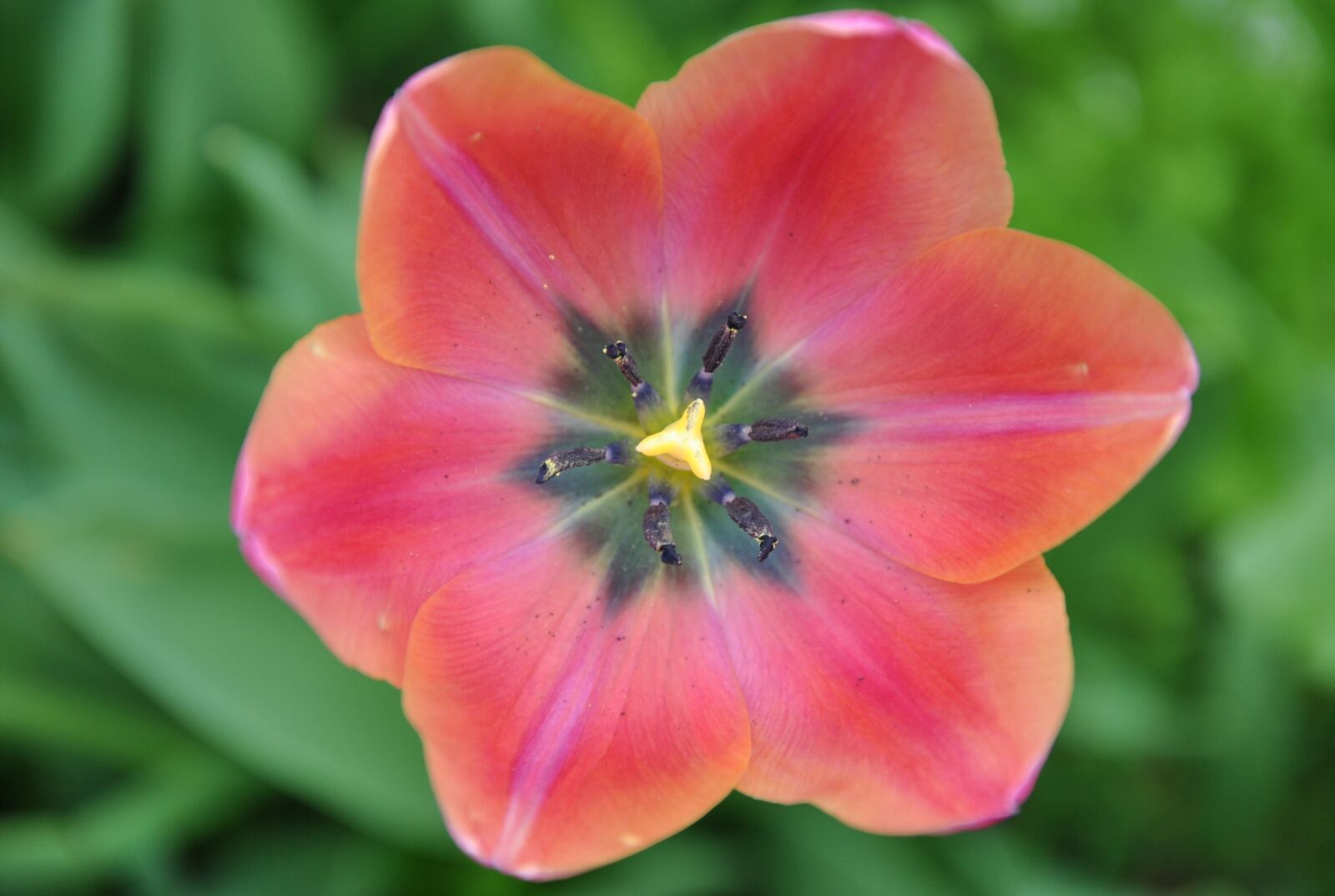 Nikon D3000 sample photo. Spring, flower, tulip photography