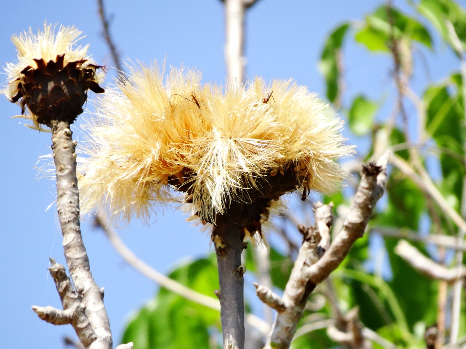 Sony Cyber-shot DSC-HX300 sample photo. Cerrado, flower, tree photography