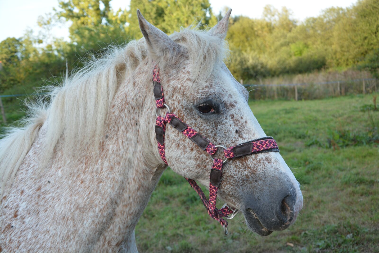 Nikon D5200 sample photo. Horse, horse color appaioosa photography