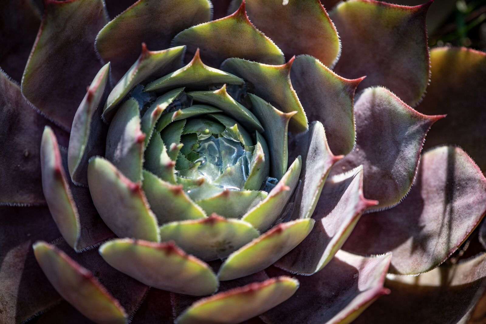 Nikon D750 sample photo. Echeveria, succulent, rosette succulent photography