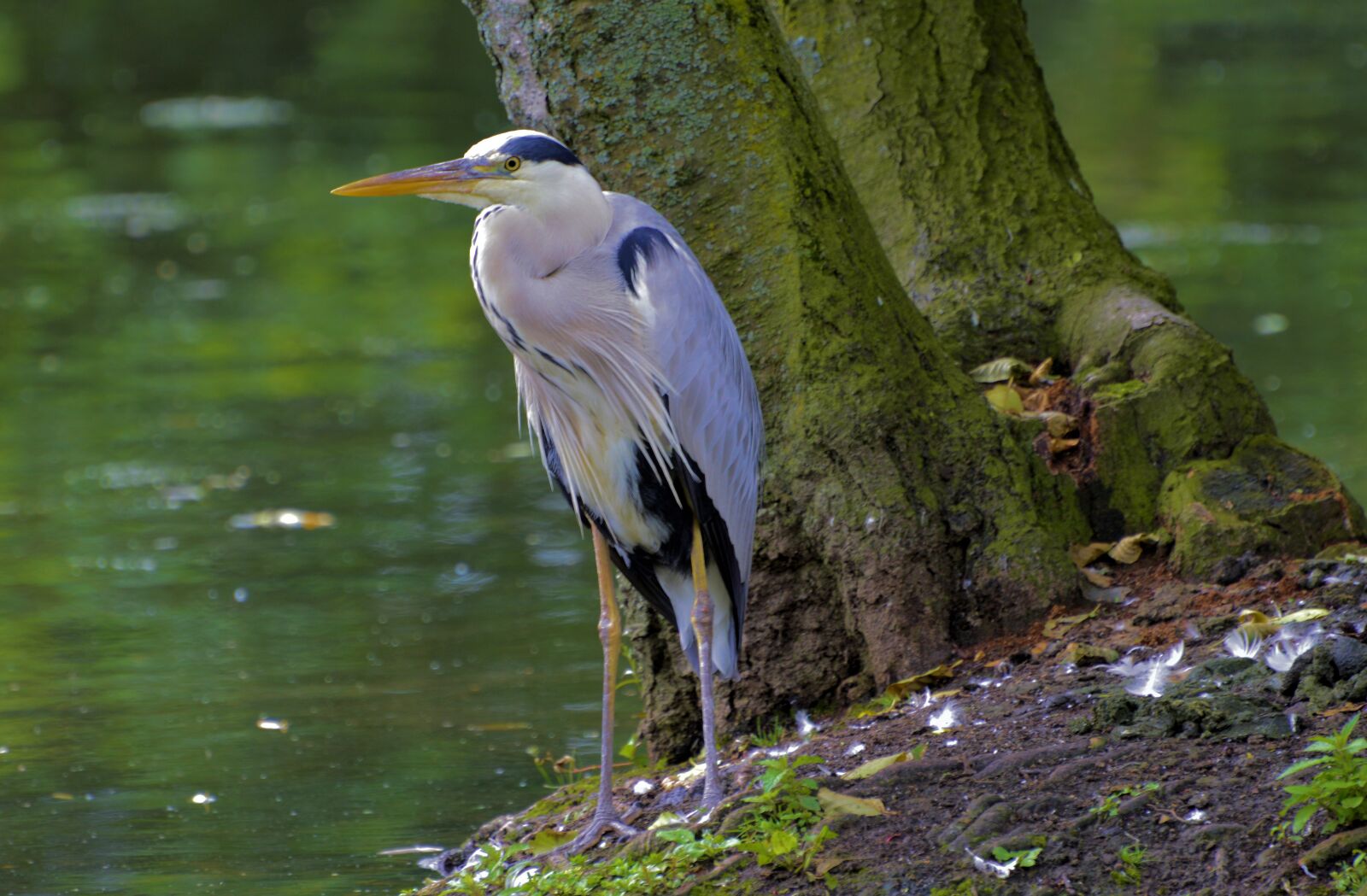 Nikon D3200 sample photo. Grey heron, water bird photography