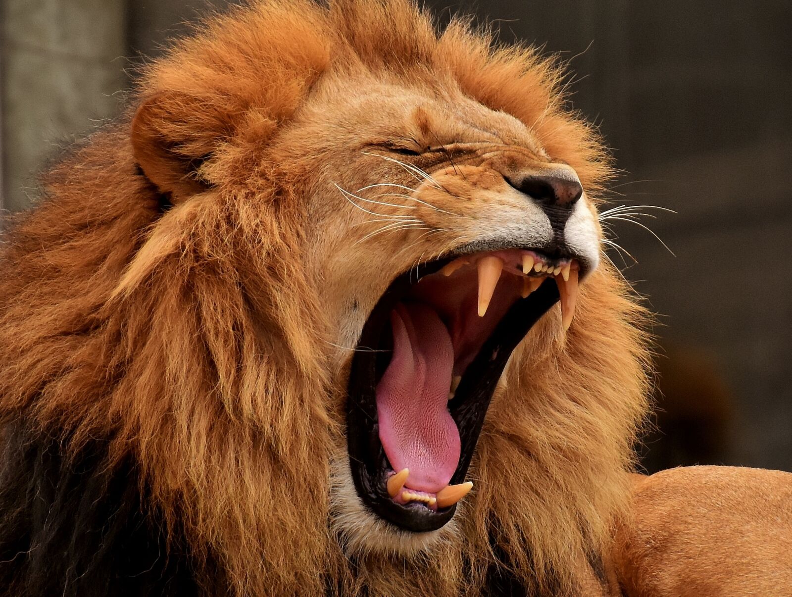 Nikon D7200 sample photo. Lion, predator, mane photography