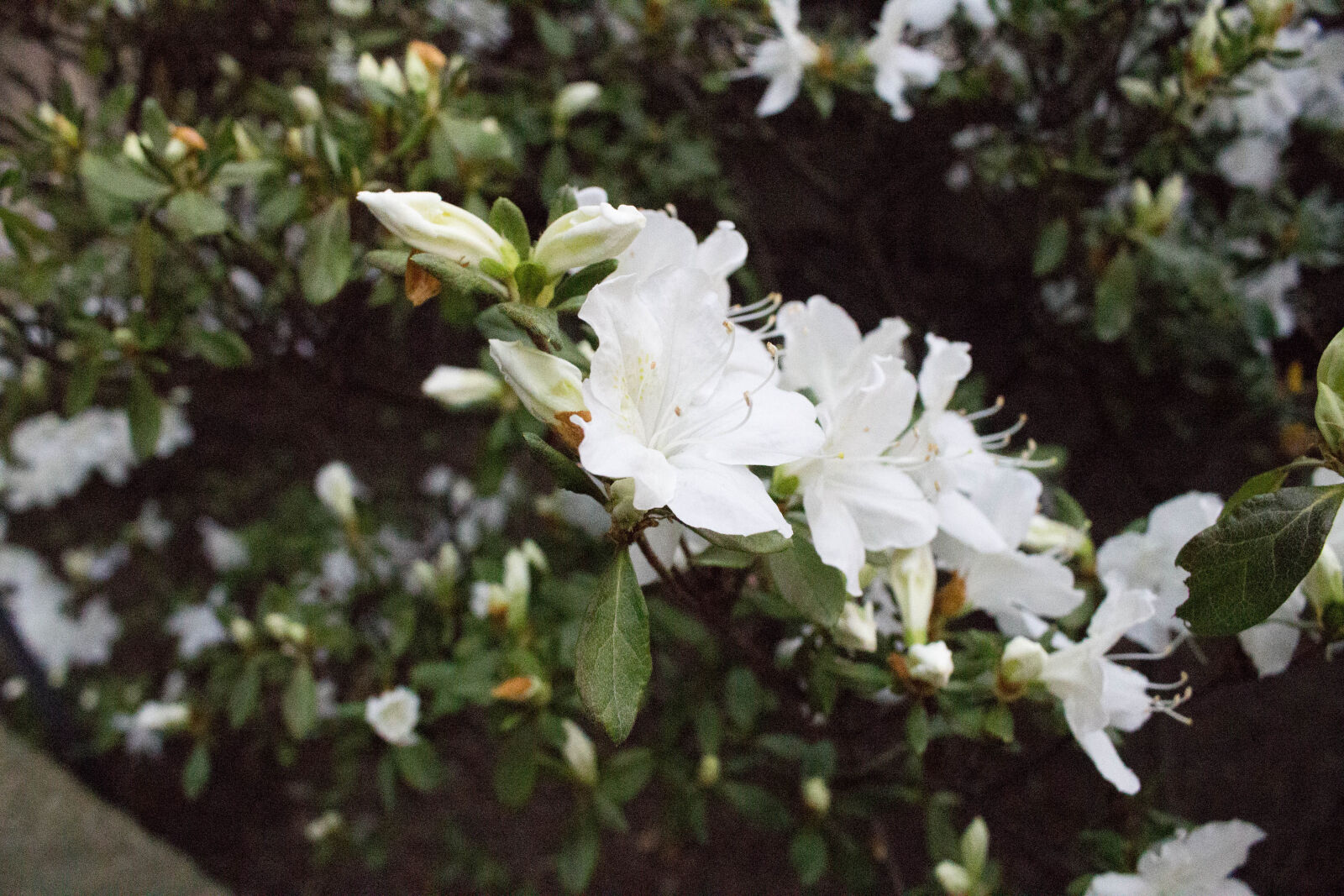 Canon EOS 700D (EOS Rebel T5i / EOS Kiss X7i) sample photo. Flower, flowers photography