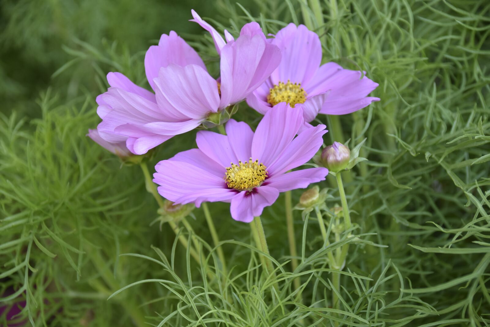 Nikon D5600 sample photo. Flower, cosmos flowers, flower photography